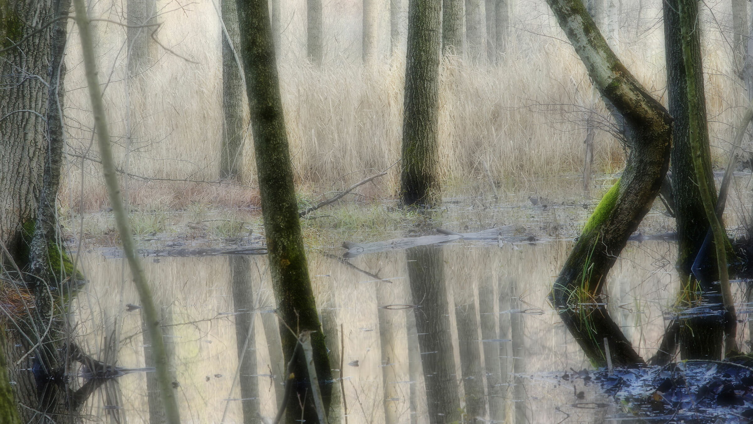 Avigliana-wetland/flooded forest