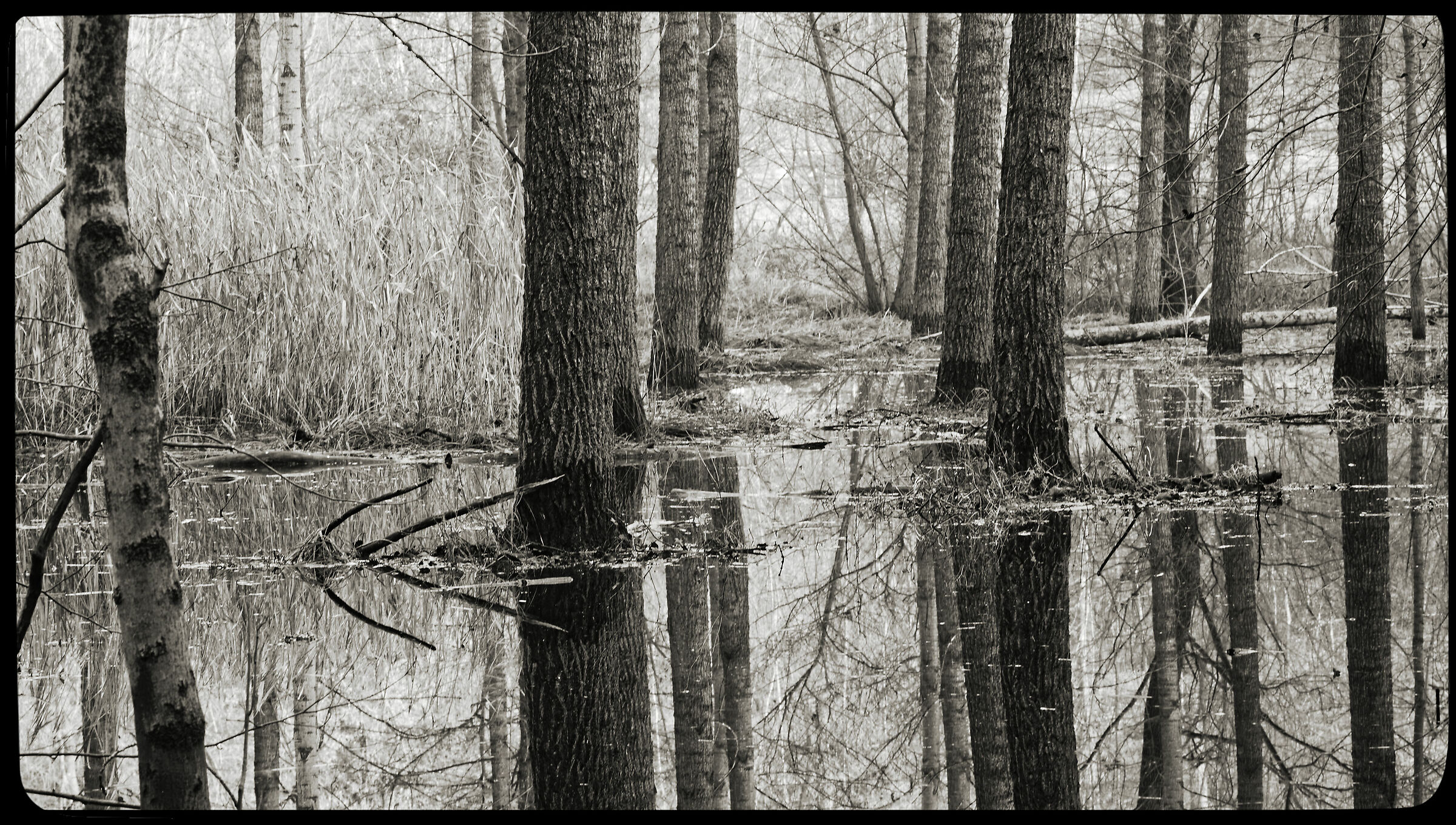 Avigliana-wetland/flooded forest