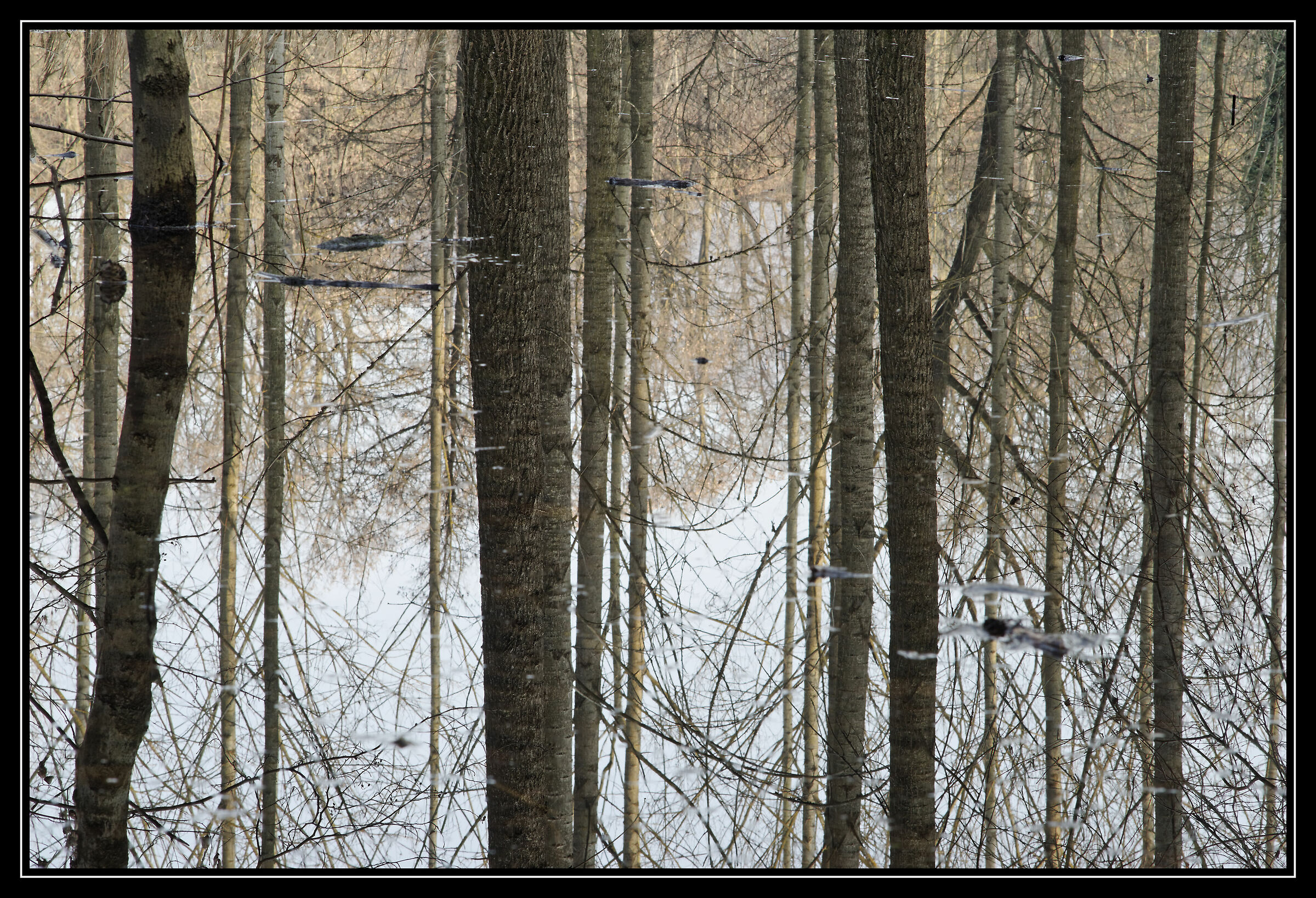 Avigliana-wetland/flooded forest