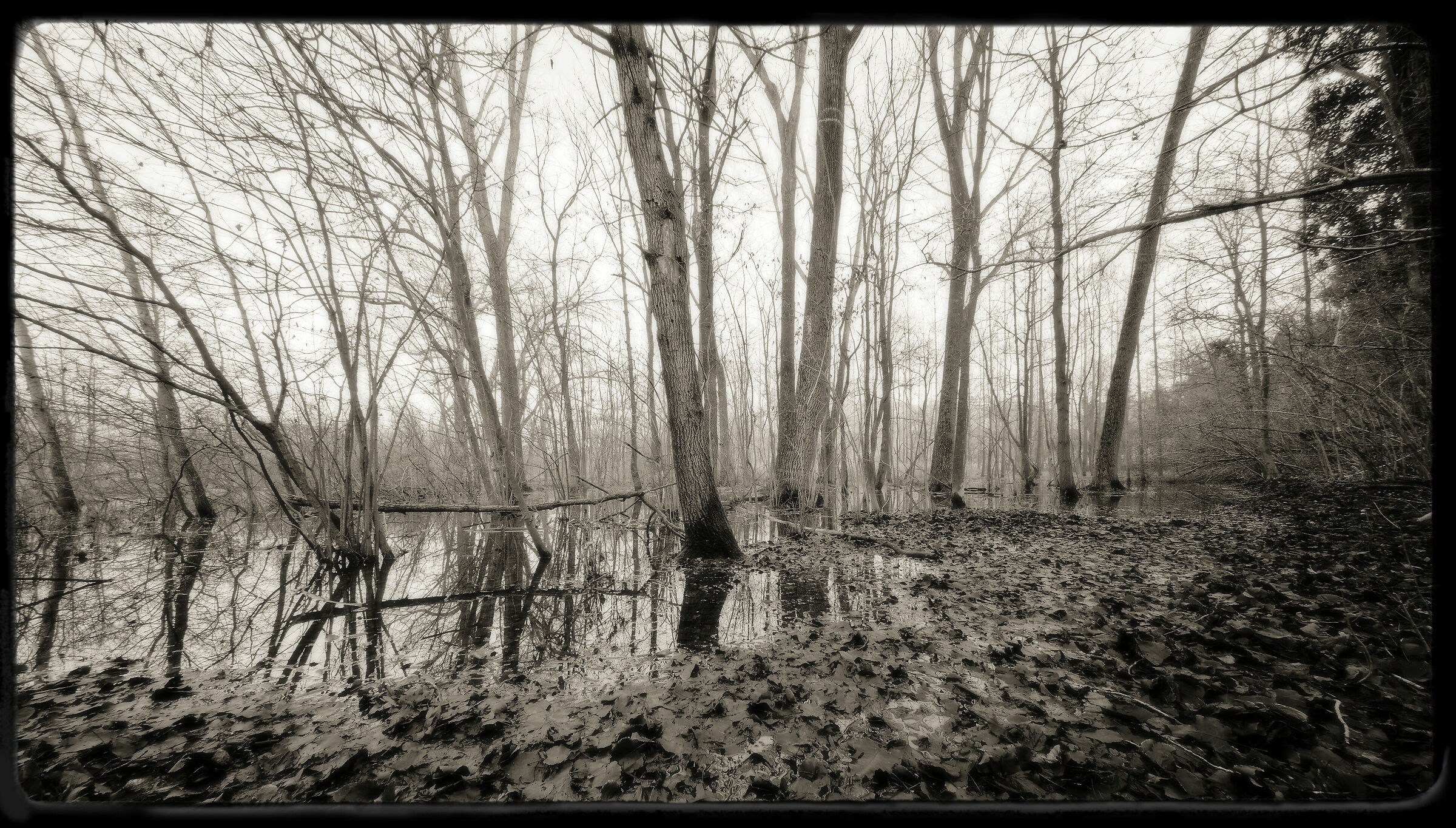 Avigliana-wetland/flooded forest