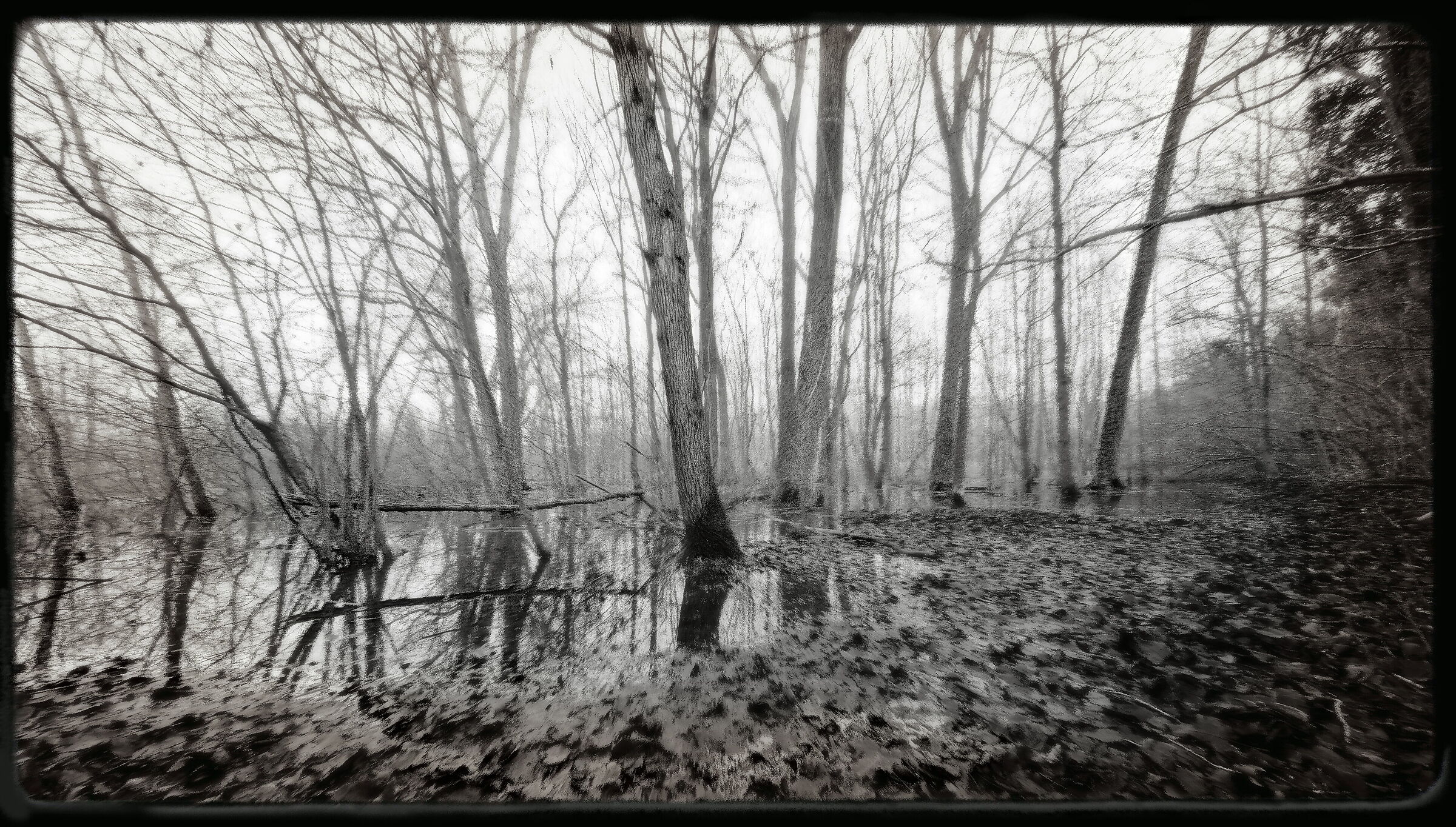 Avigliana-wetland/flooded forest