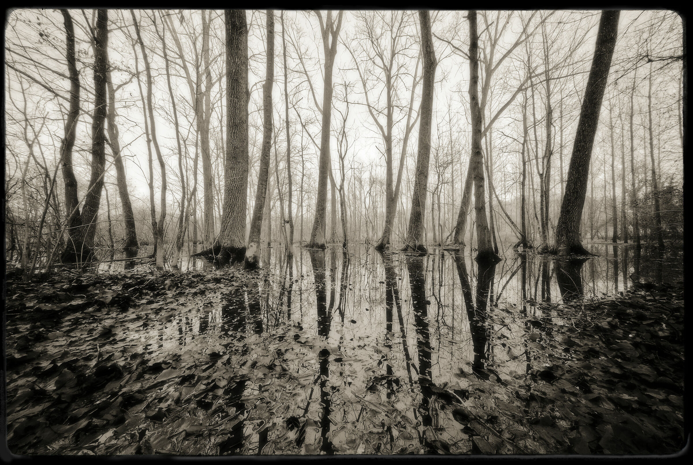 Avigliana-wetland/flooded forest