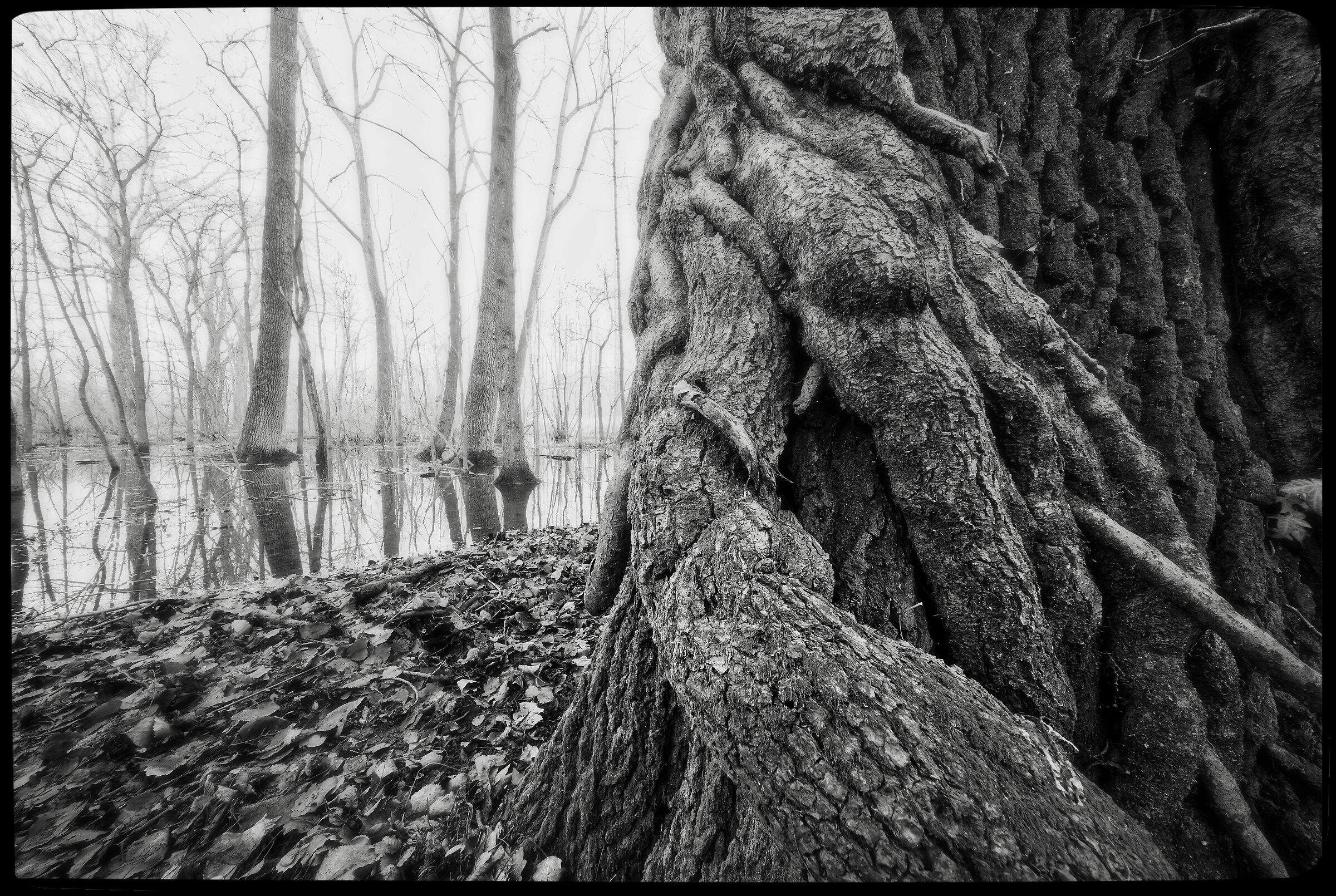 Avigliana-wetland/flooded forest