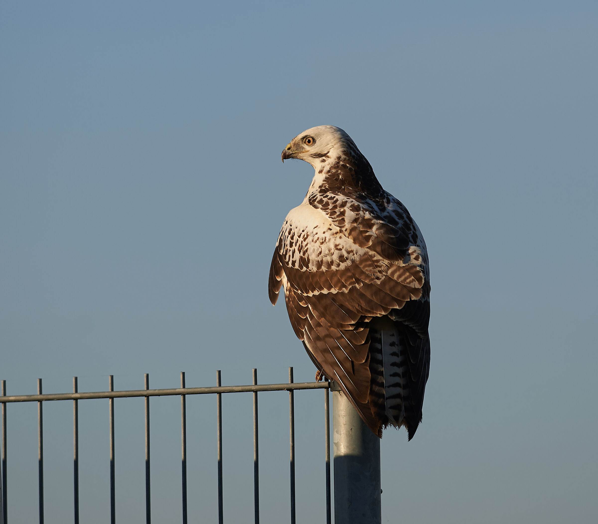 Comune europeo Buzzard luce di mattina presto