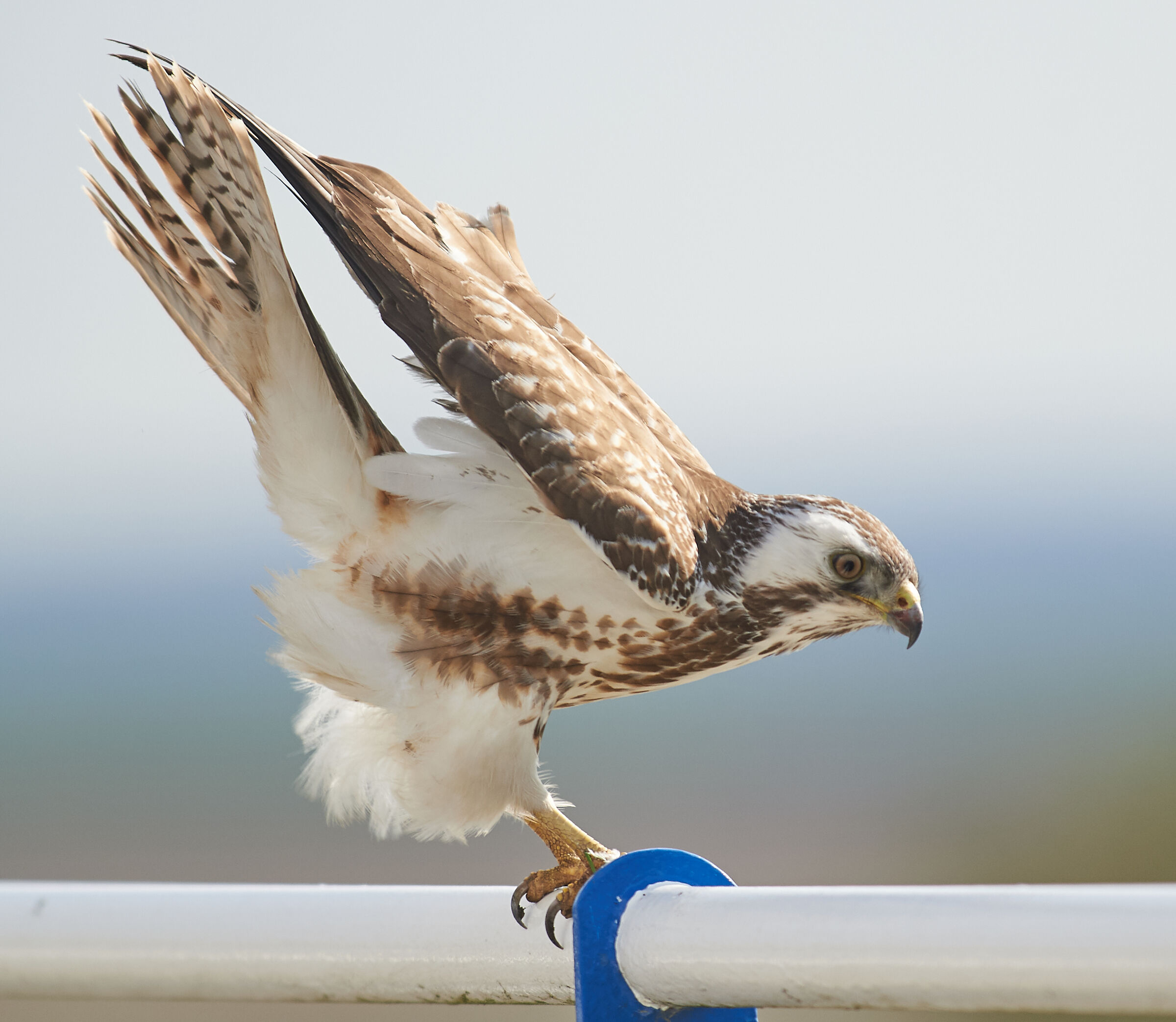 Comune europeo di Buzzard Balance