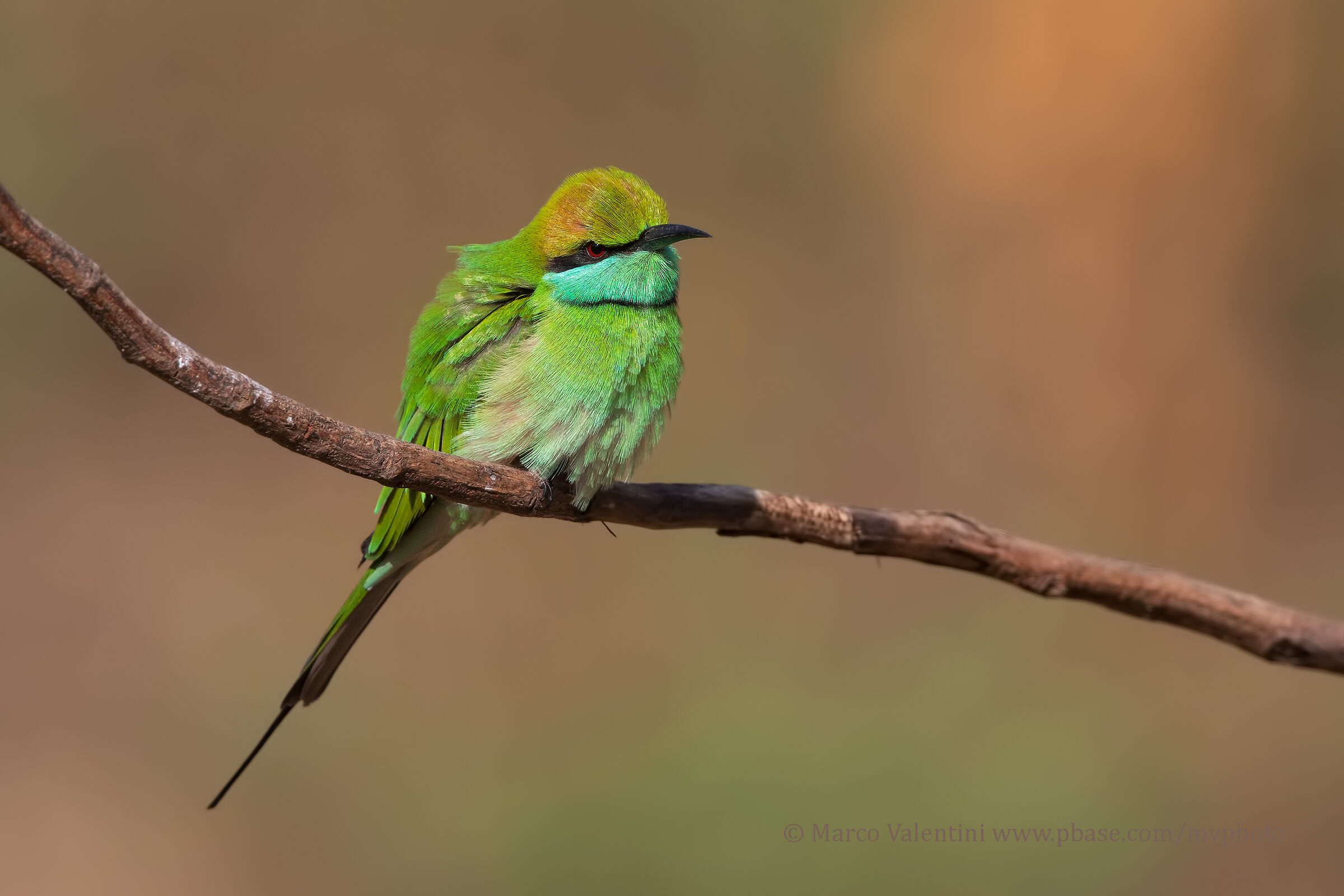 Sulky Bee-Eater