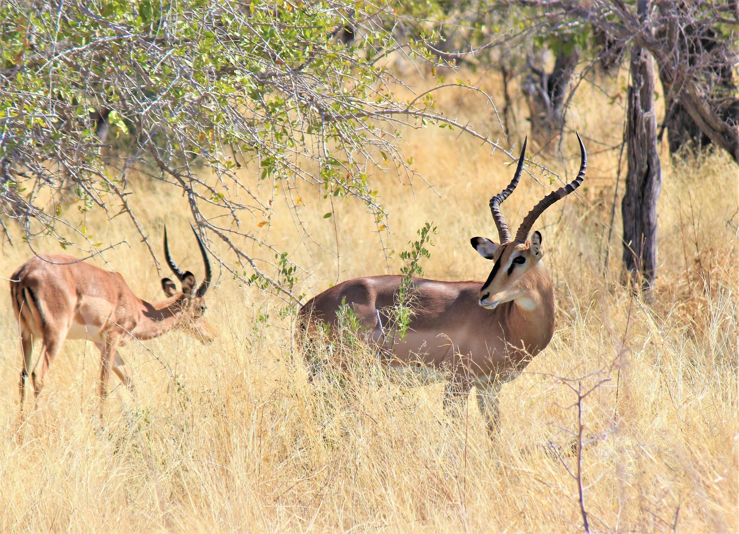 Out of the usual safari: black-nosed Impala