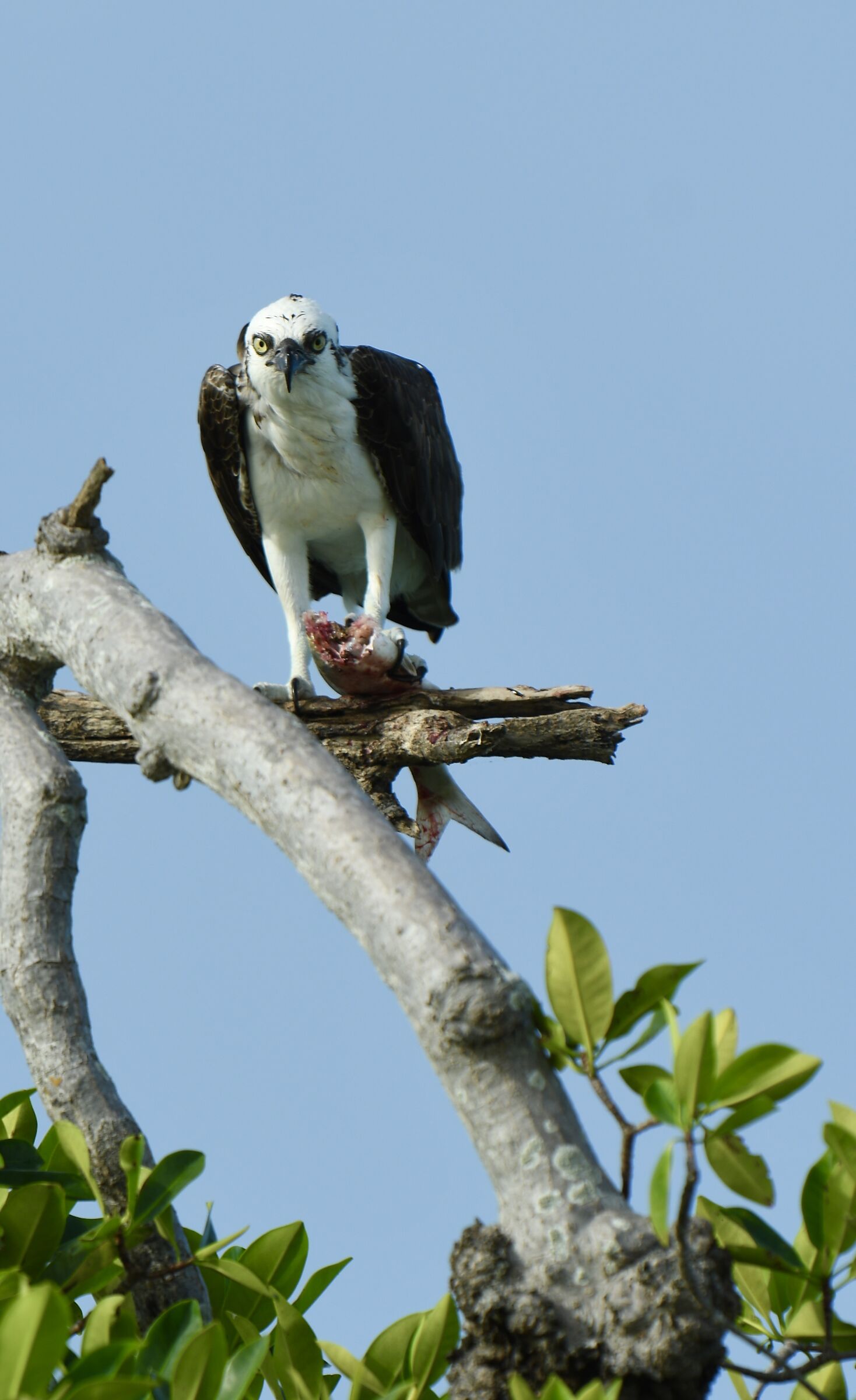 Hawk with Prey
