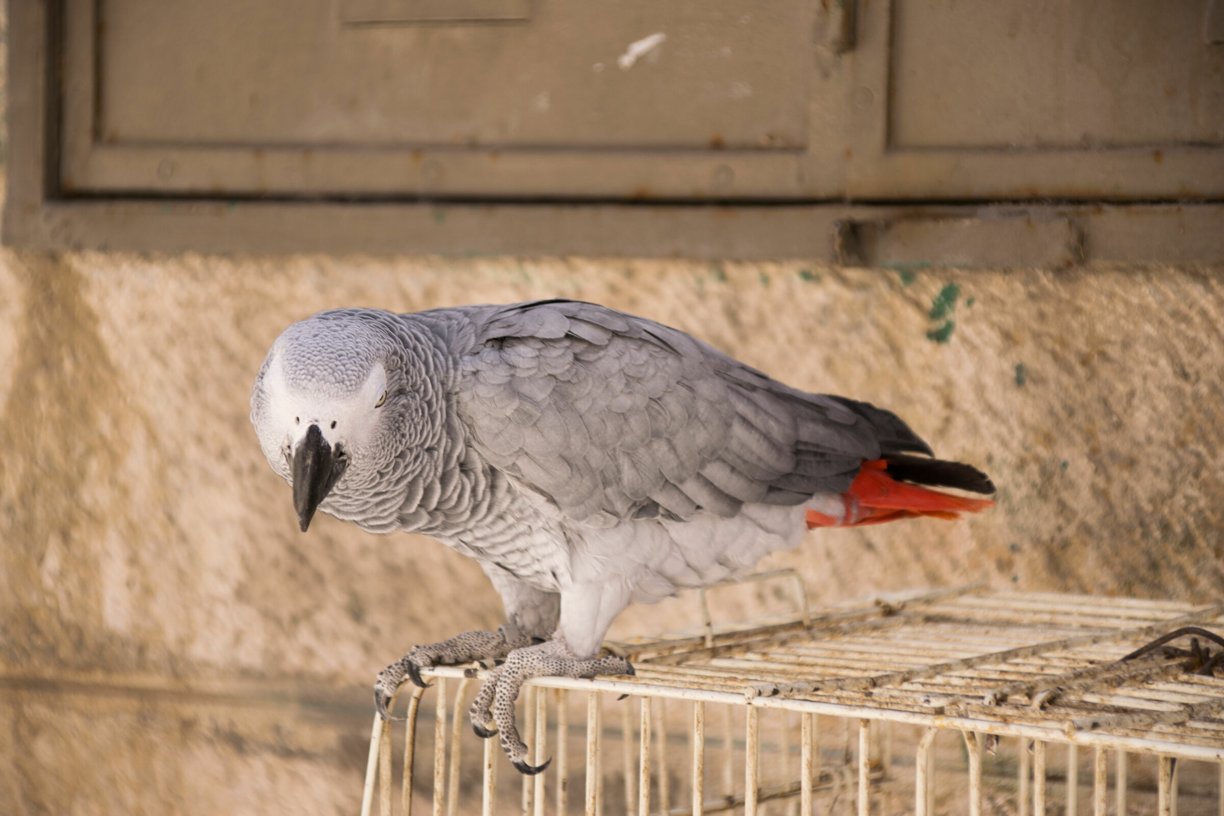 Pappagallo a Gerusalemme