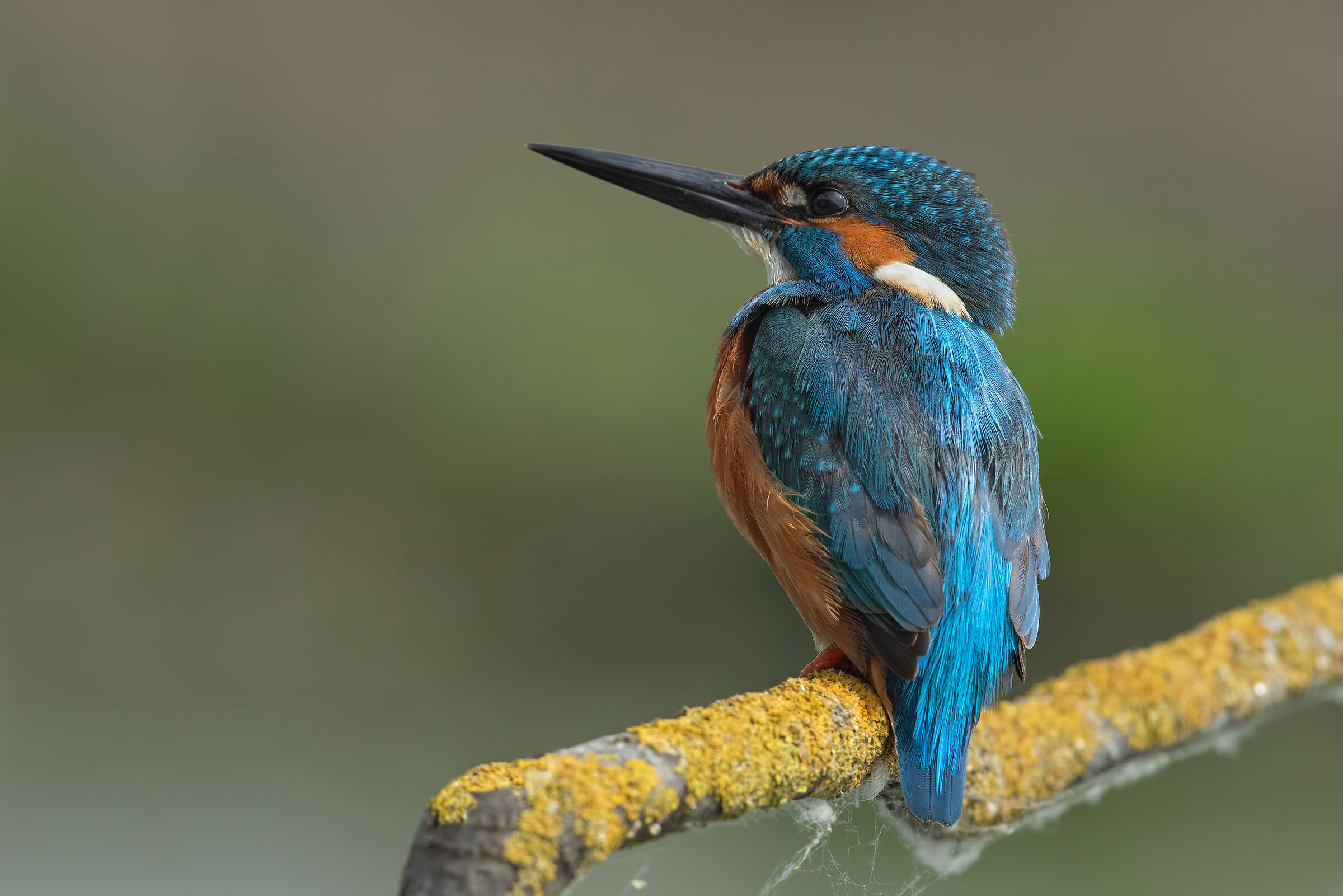 Kingfisher