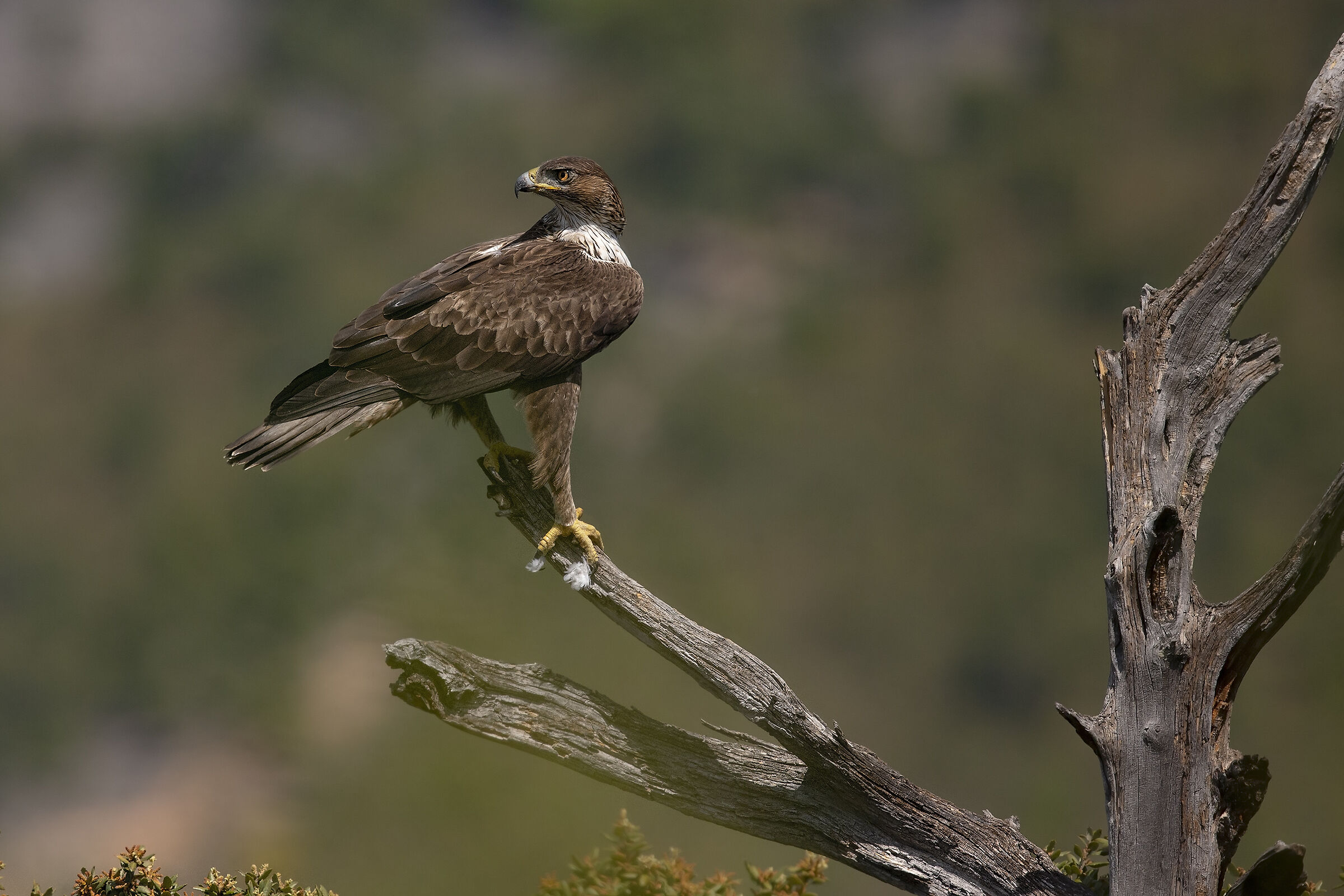 Aquila del Bonelli