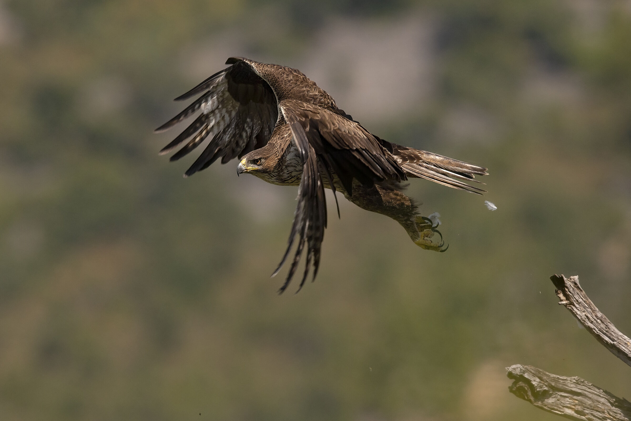 Aquila del Bonelli