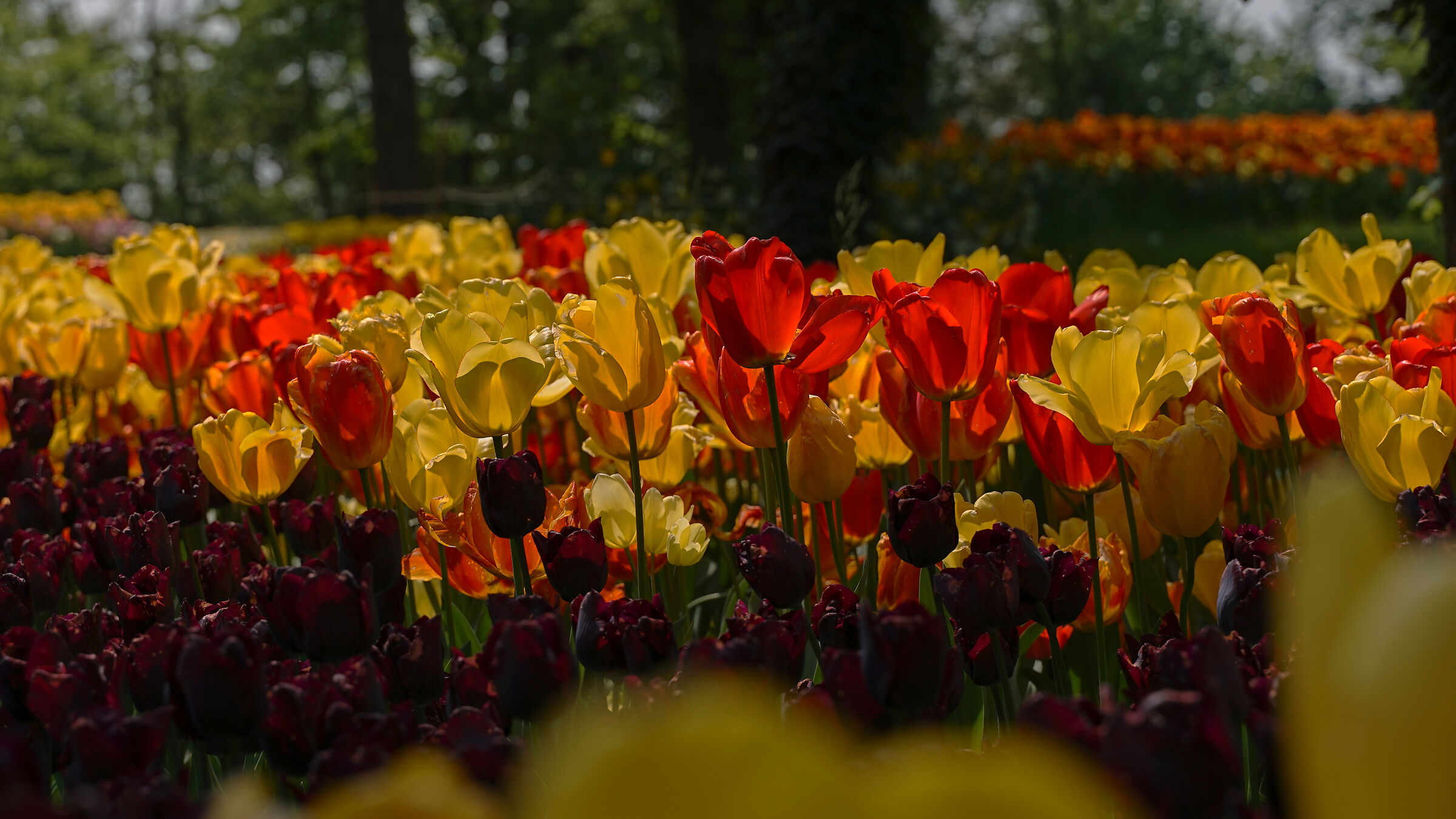 A battalion of... Tulips