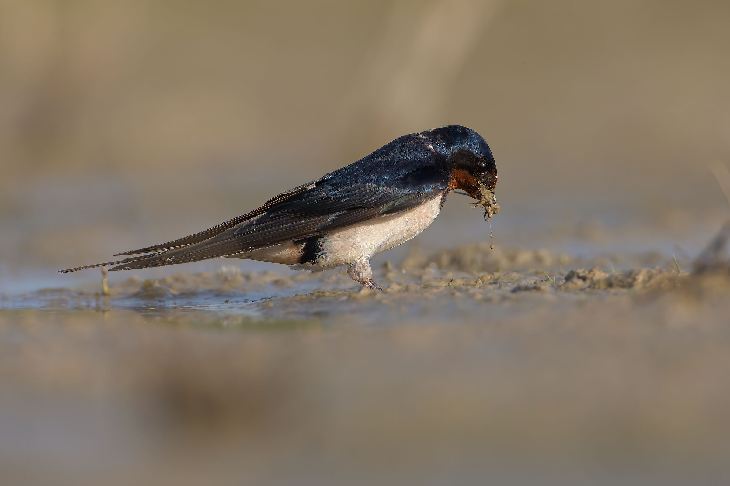 Swallow
