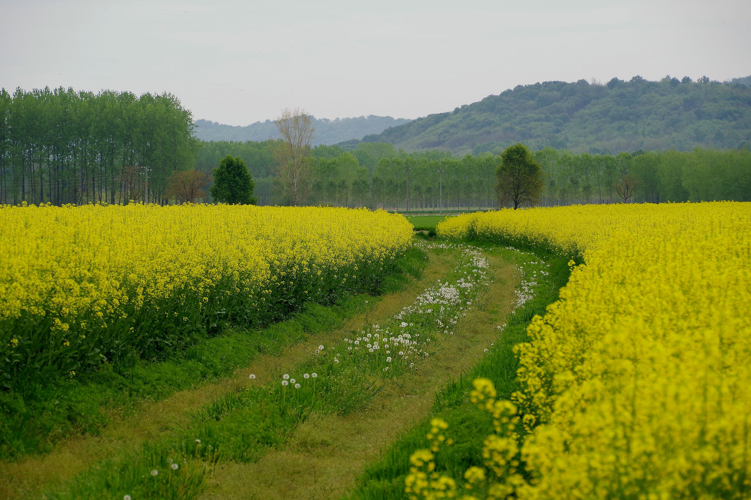 The curve in the yellow