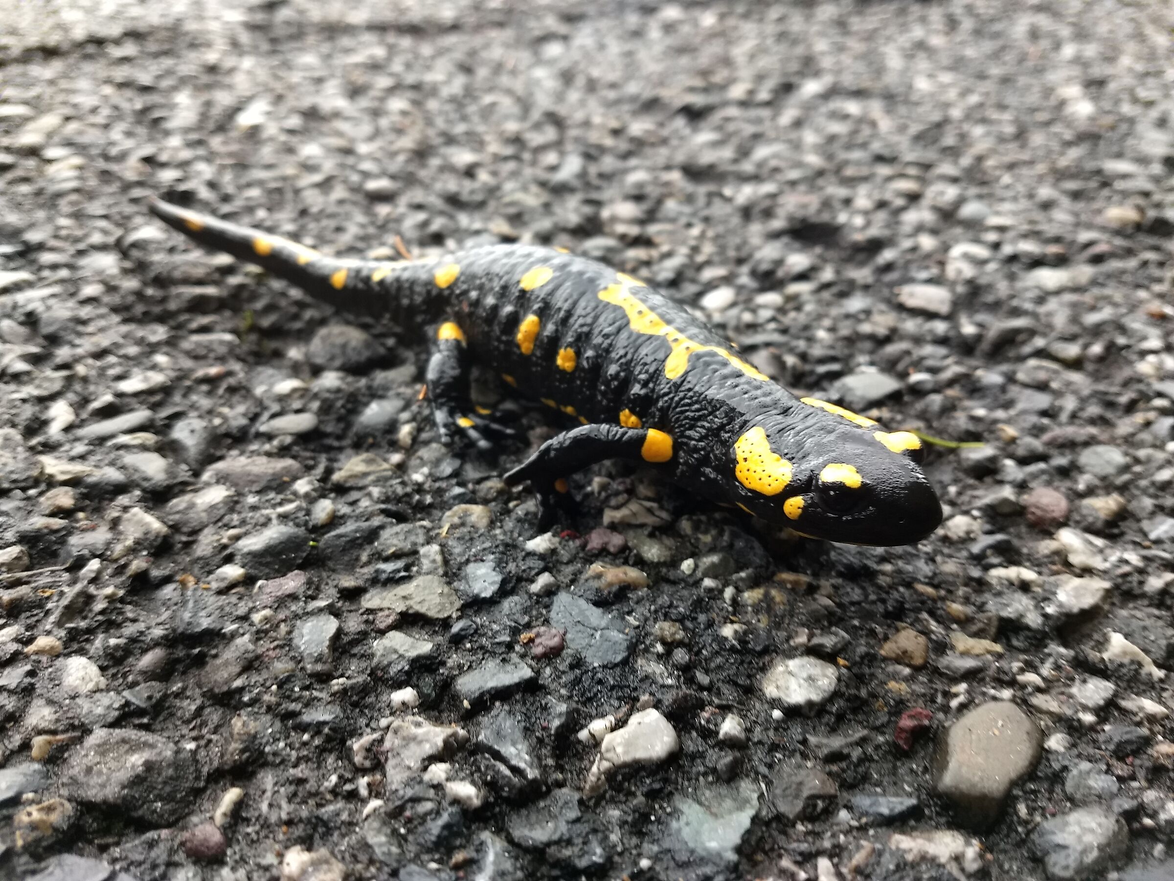 Attraversamenti pedonali