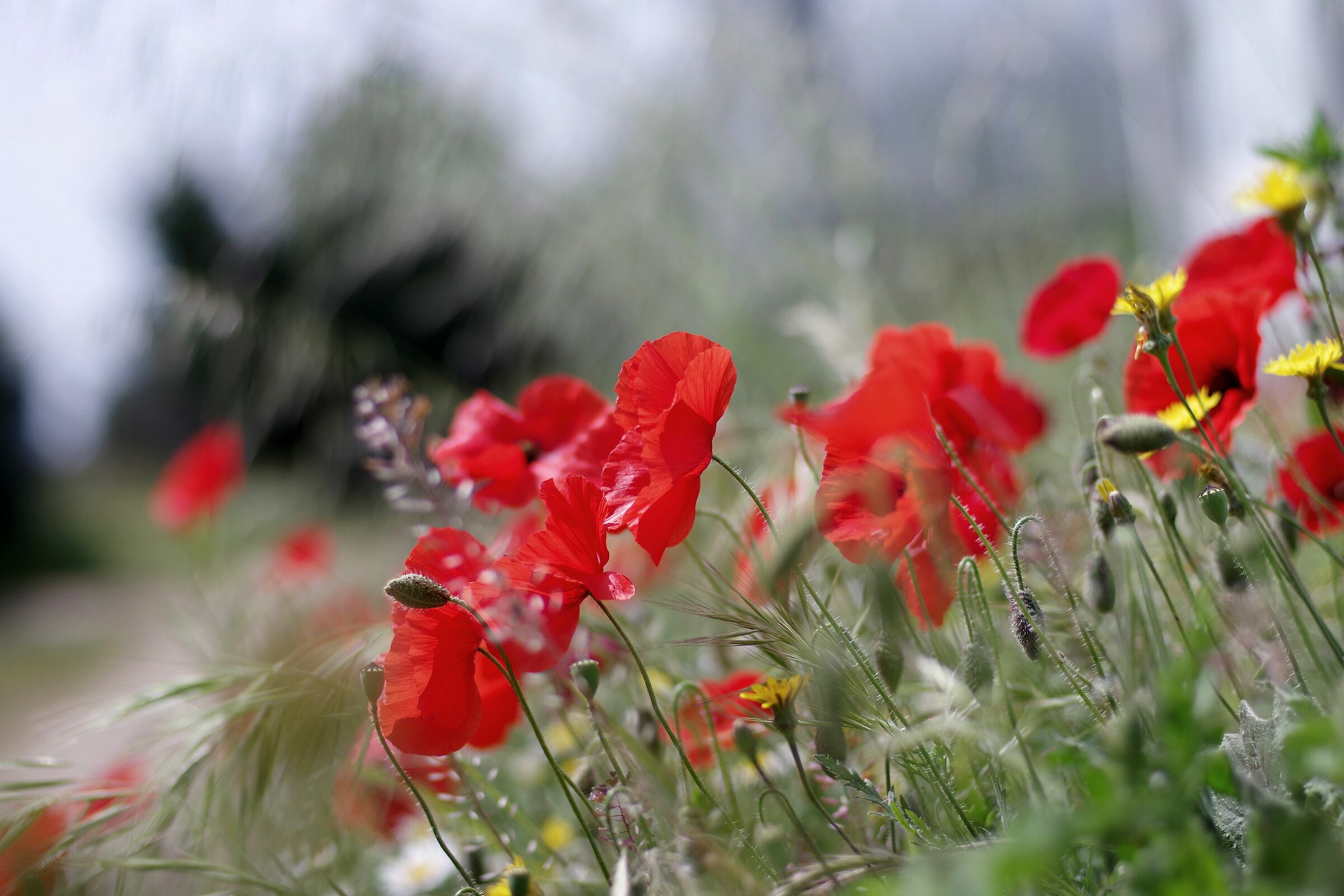 Poppy field