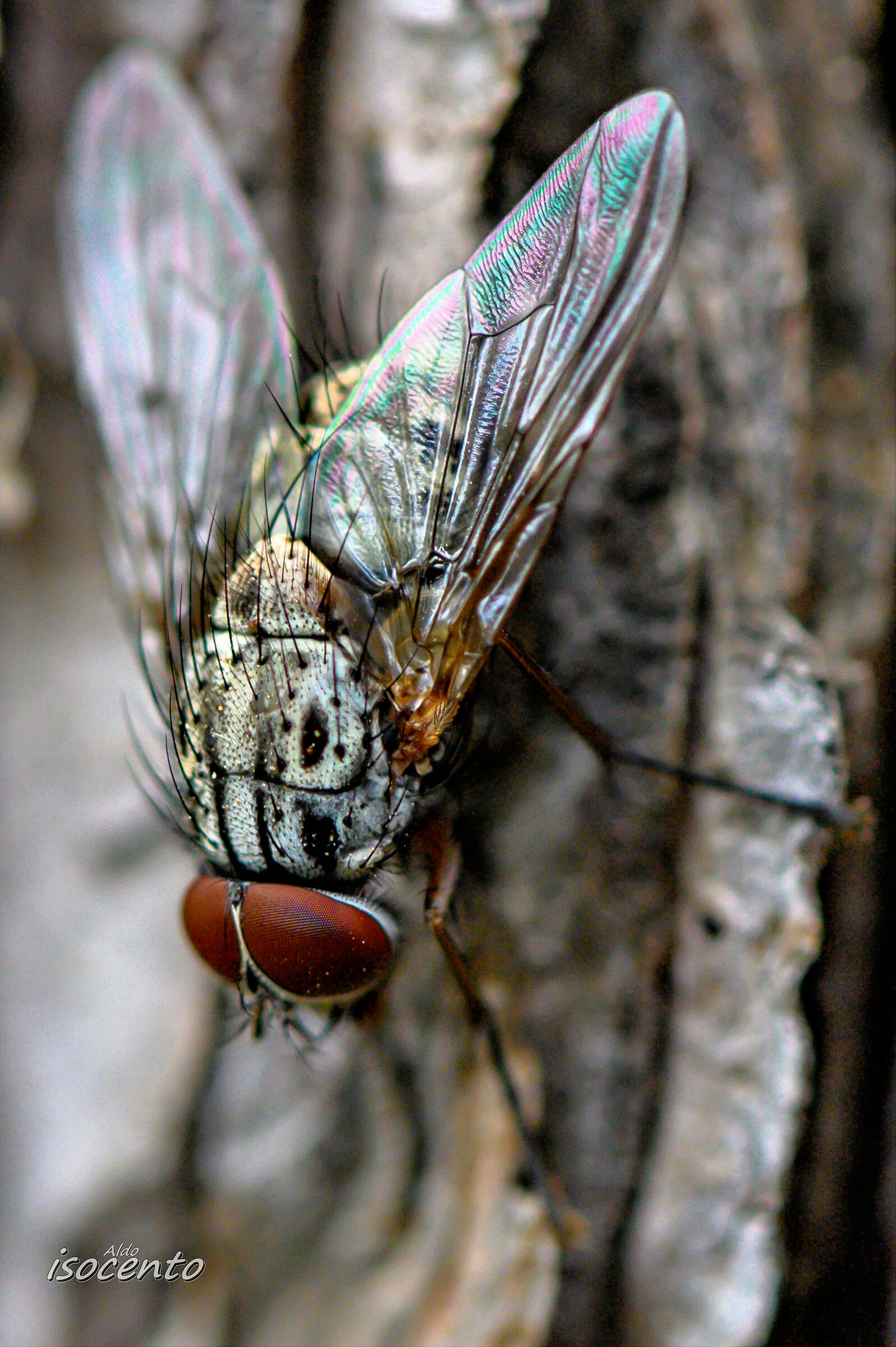 La capitale della Russia