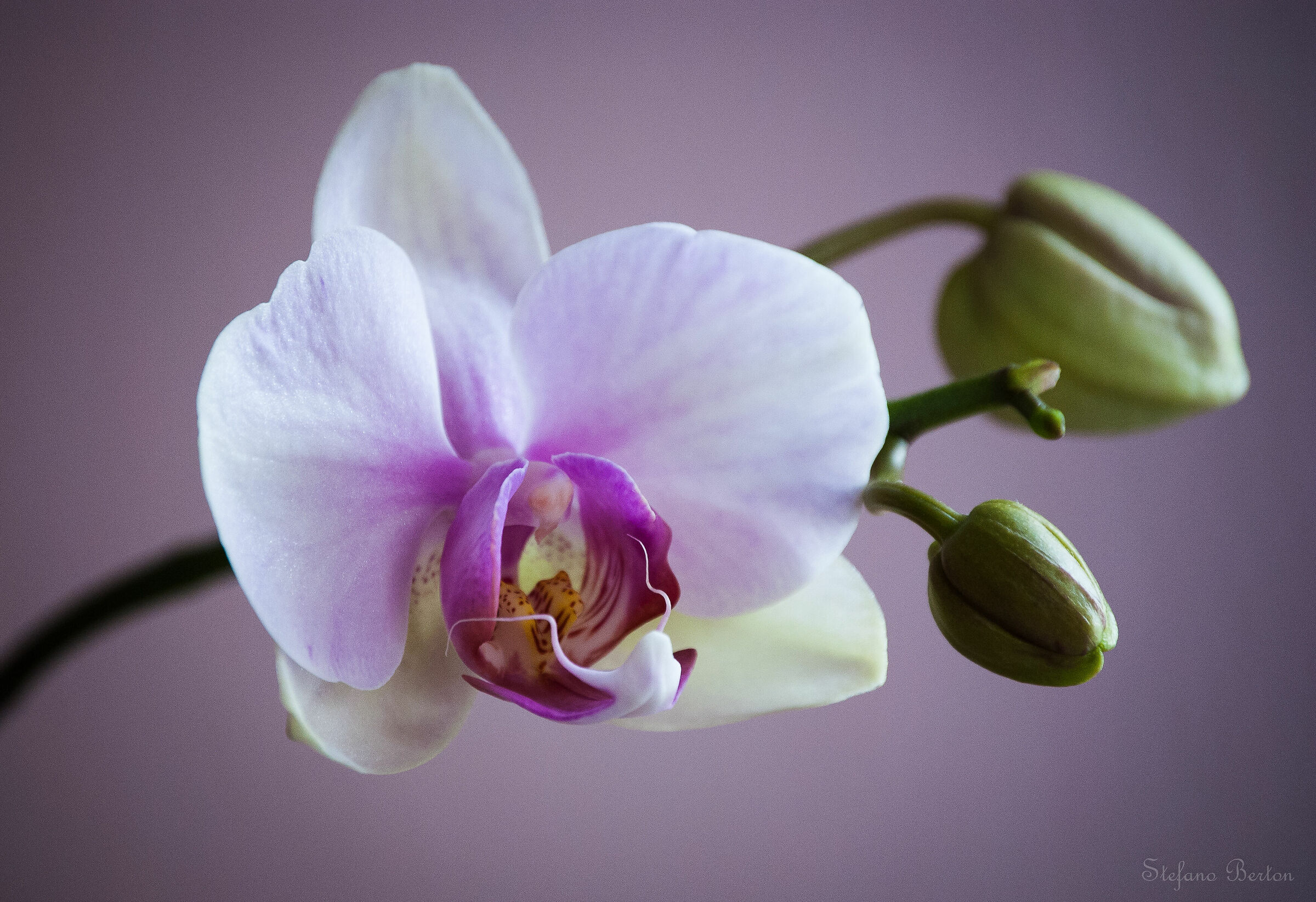 Phalaenopsis
