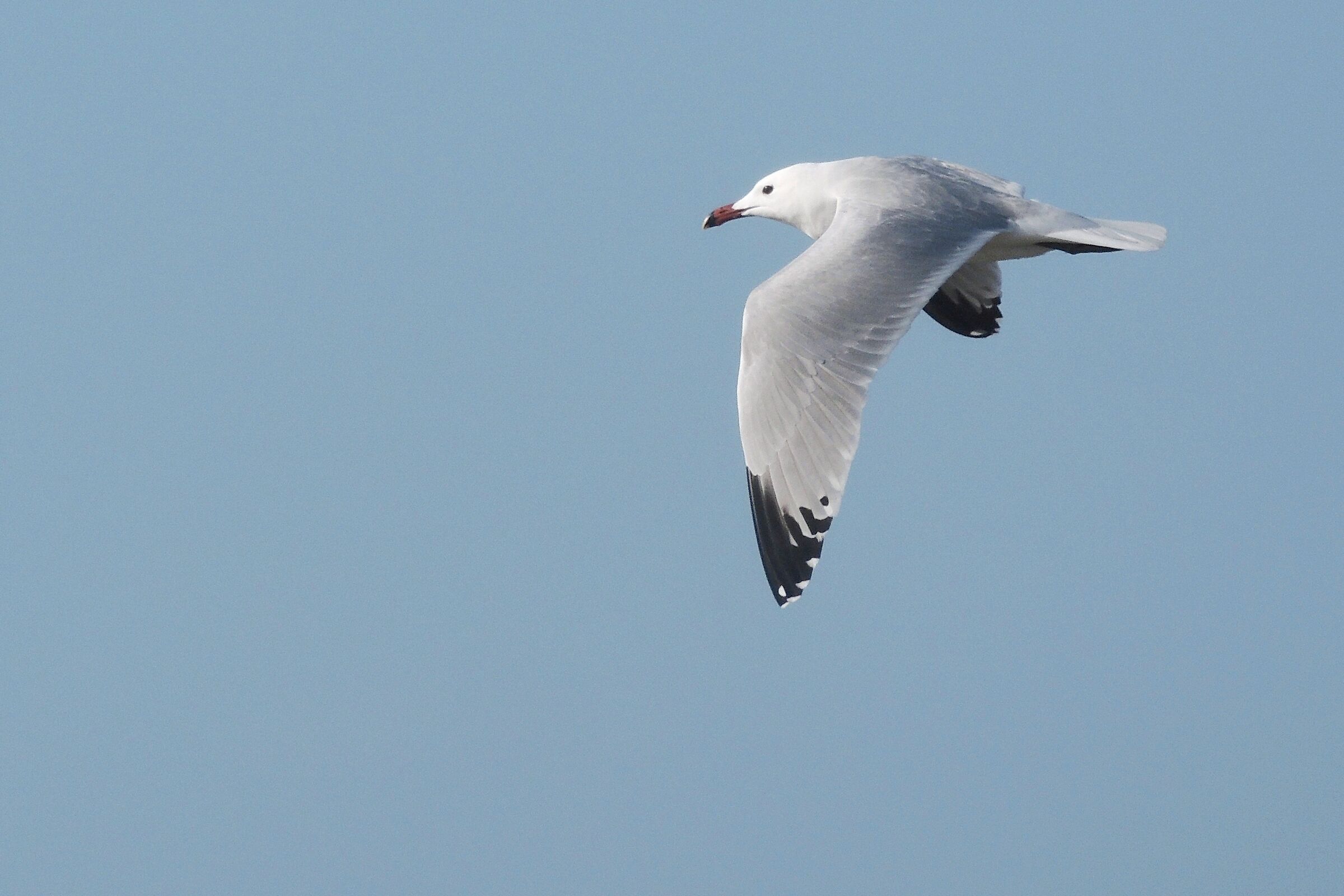 Gabbiano a Marina di Bibbona