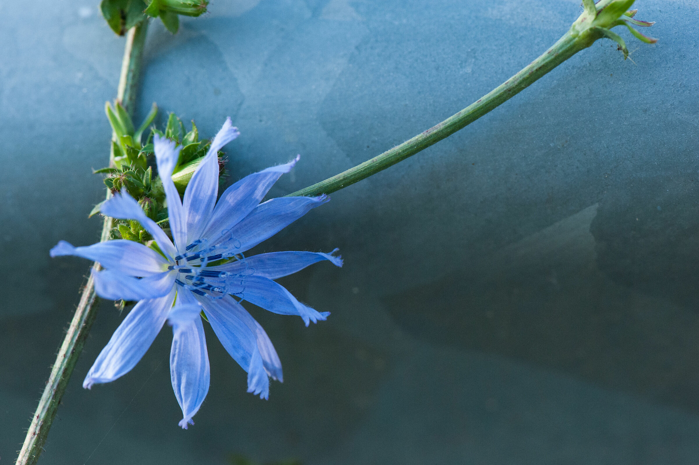 cicoria bordo strada