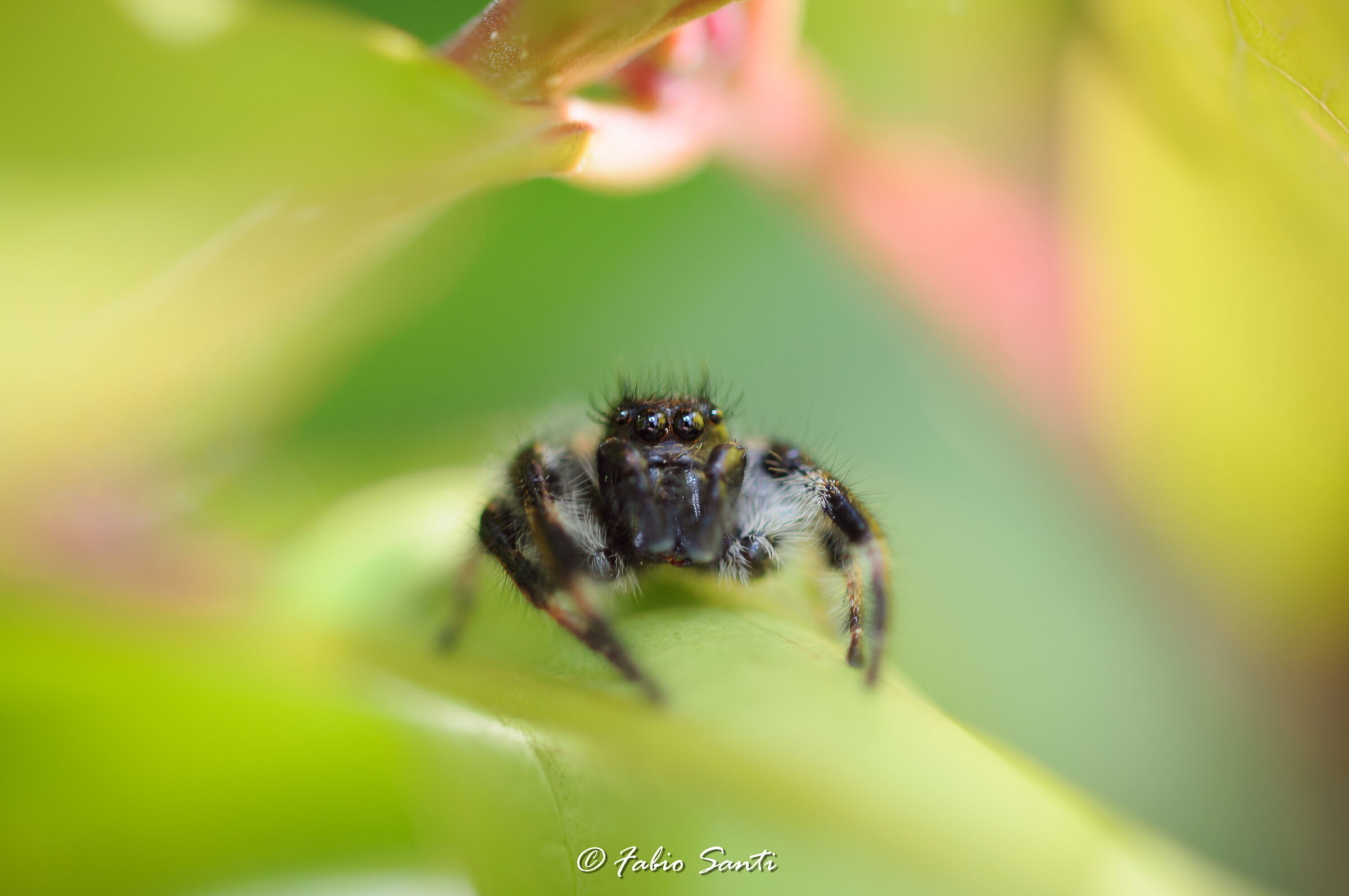 Philaeus Chrysops (Maschio)
