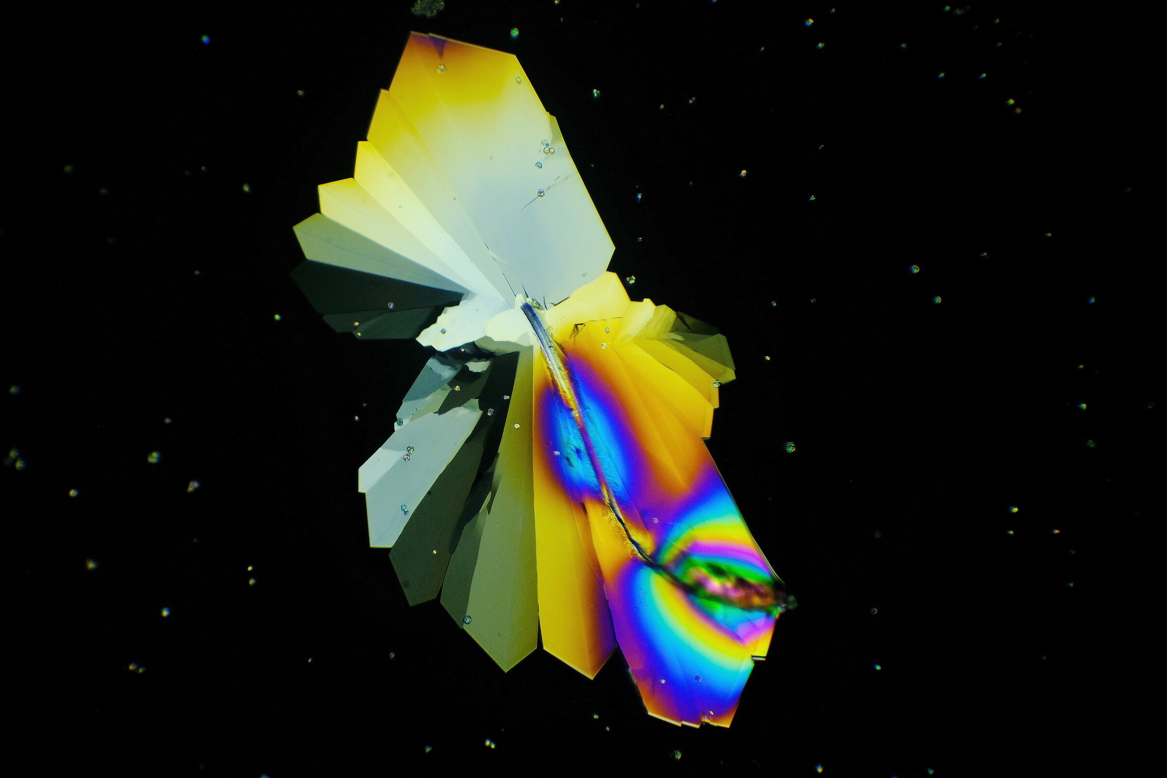 Crystals of sugar in polarized light