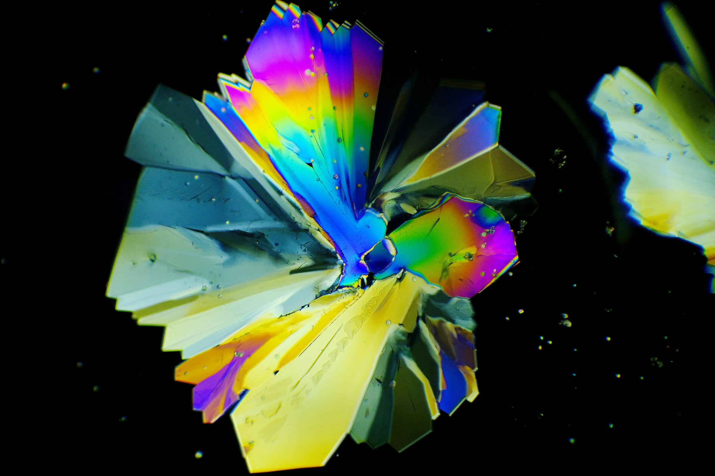 Crystals of sugar in polarized light