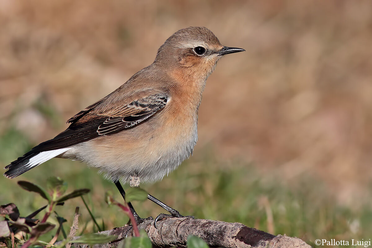 Culbianco (Oenanthe oenanthe)