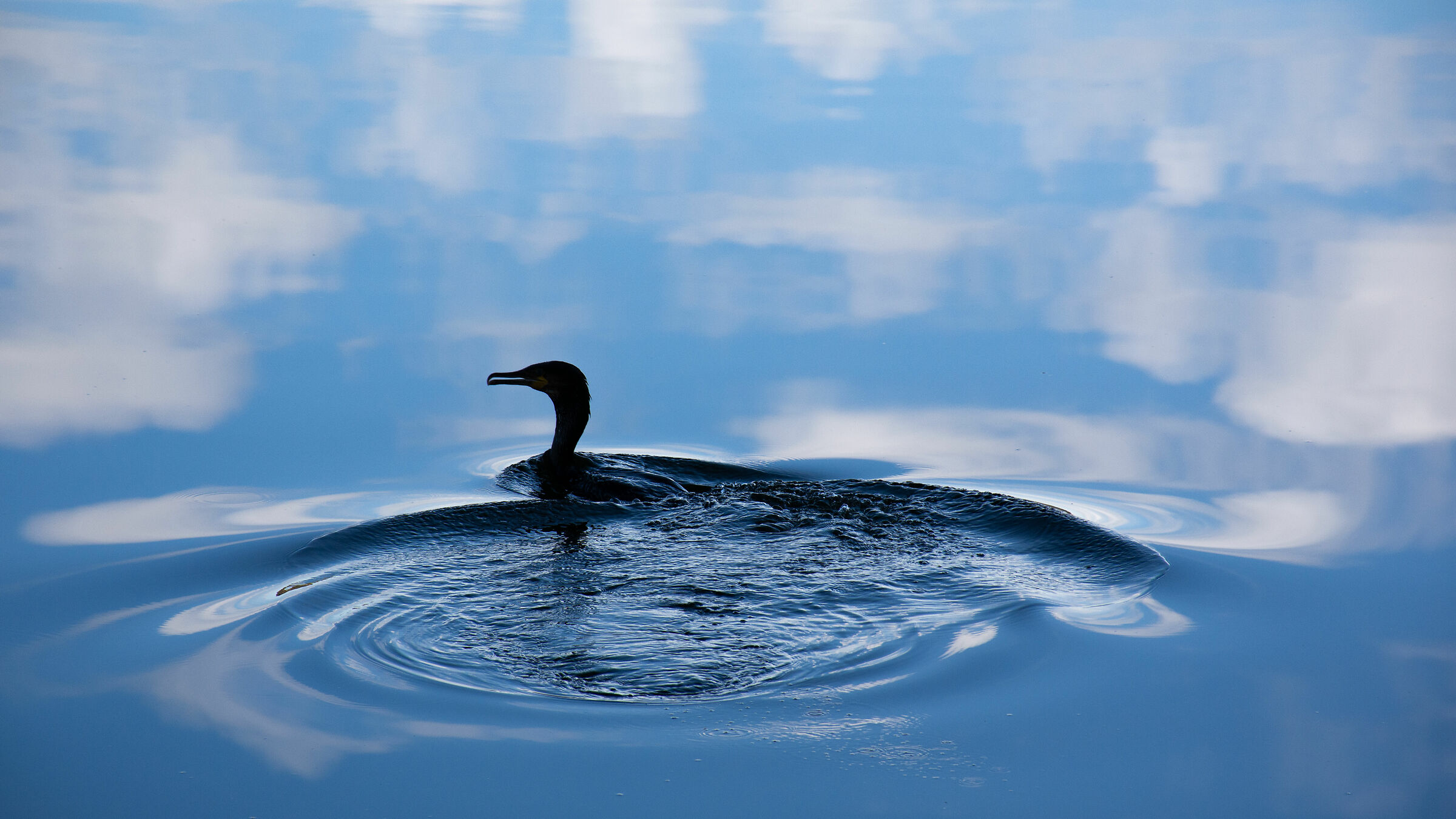 With his head in the clouds
