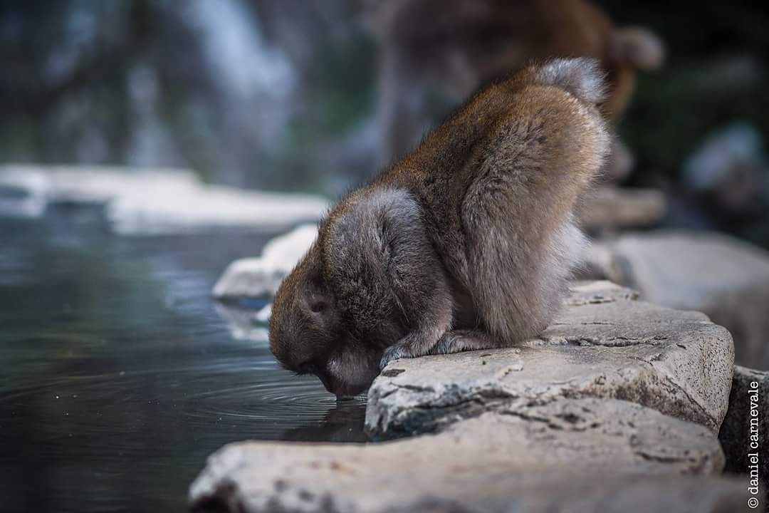 Japanese Macaque in Jigokudani