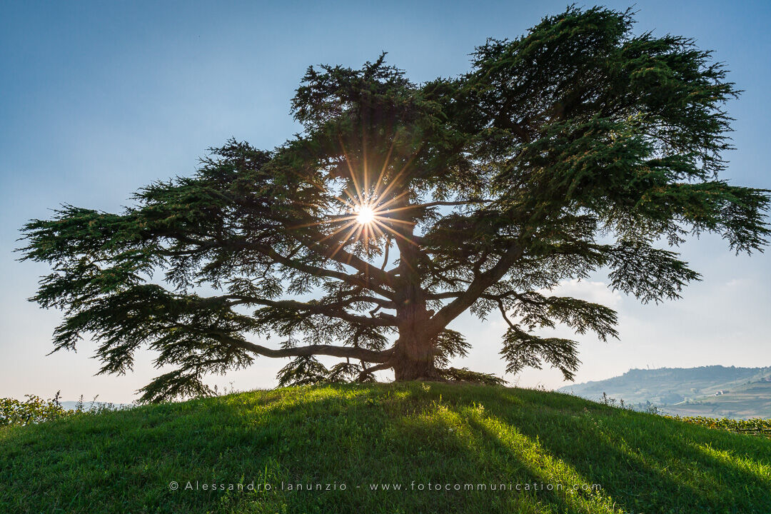 Maestoso Cedro del Libano