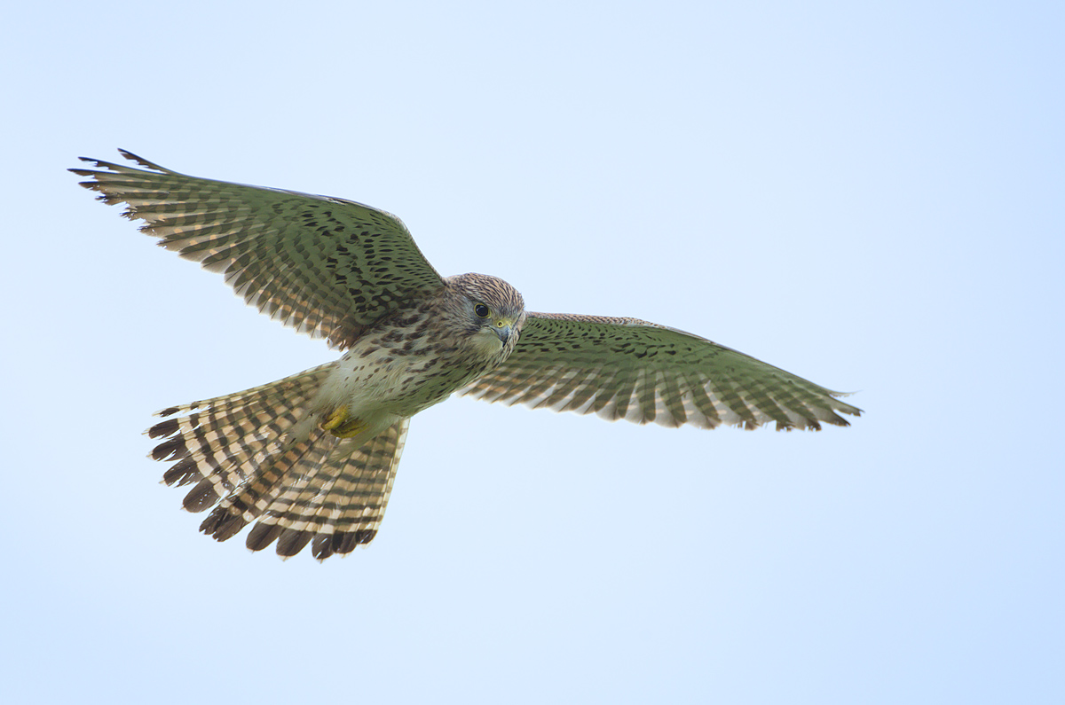 gheppio in controluce