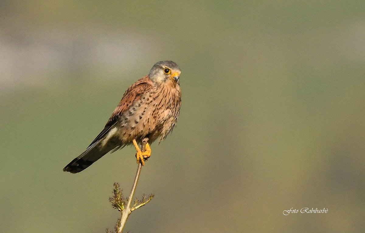 Kestrel...