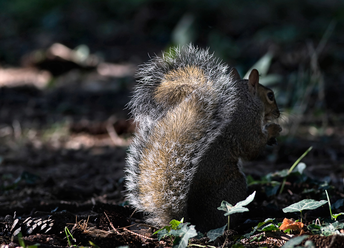 squirrel 1