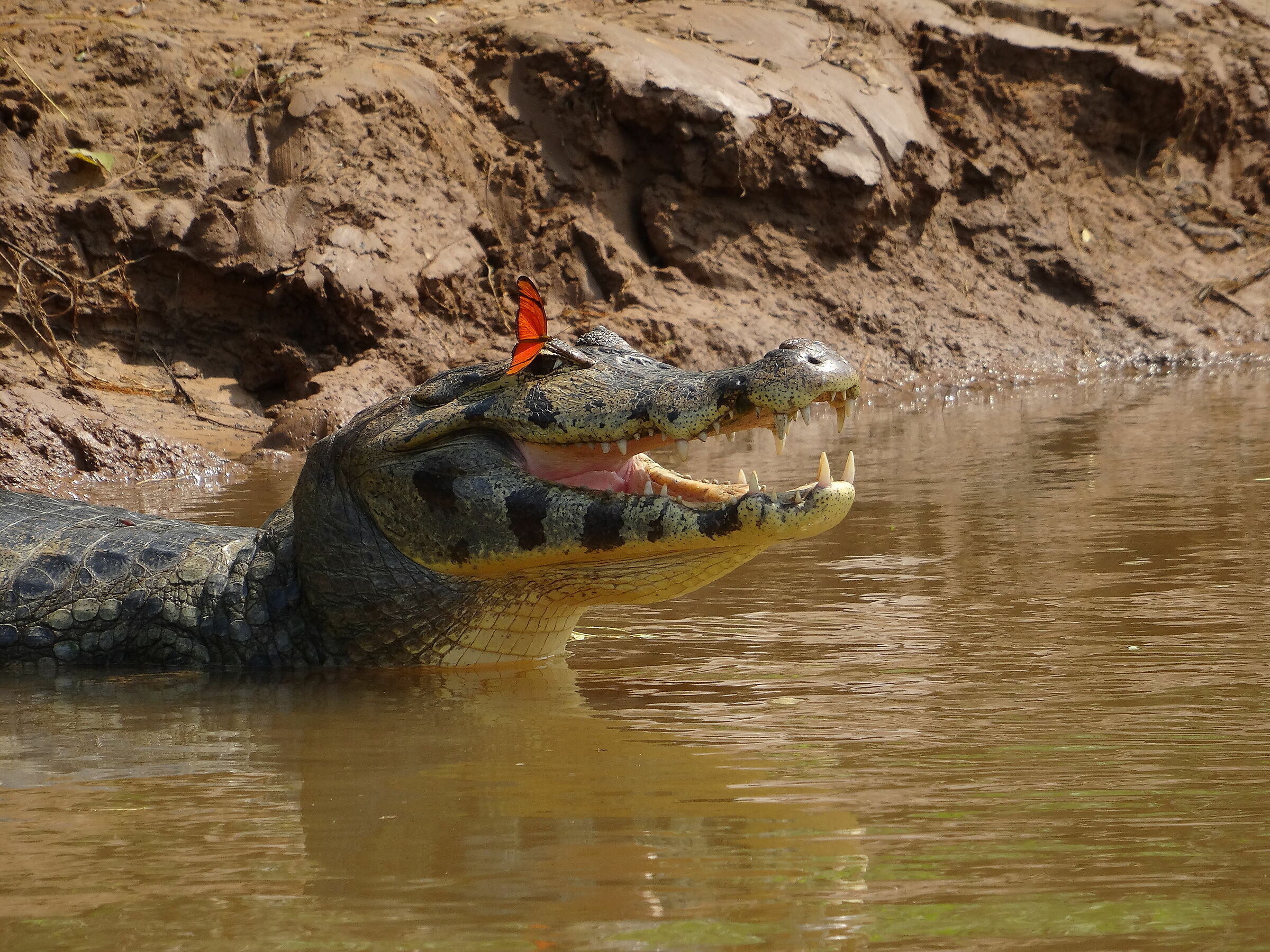 The Beauty and the Beast