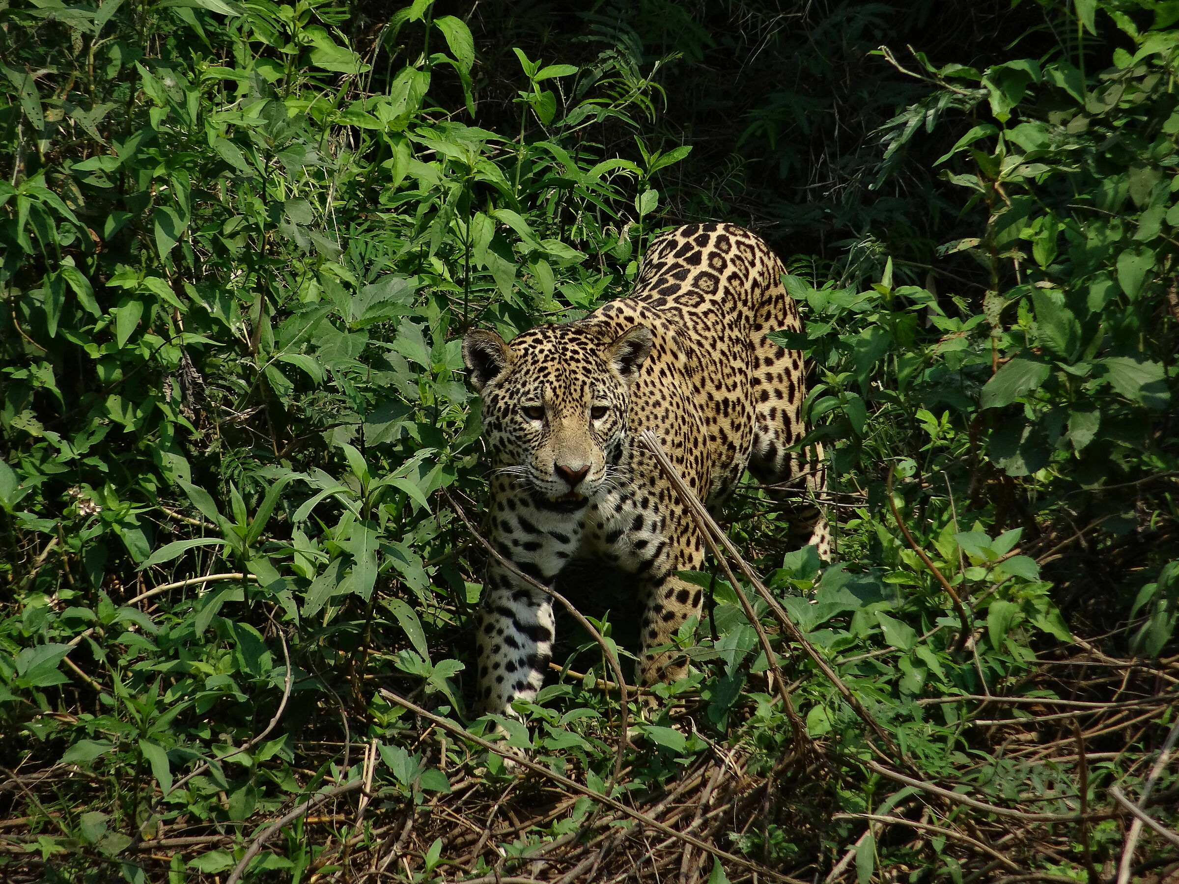 giaguaro in tutto il suo splendore