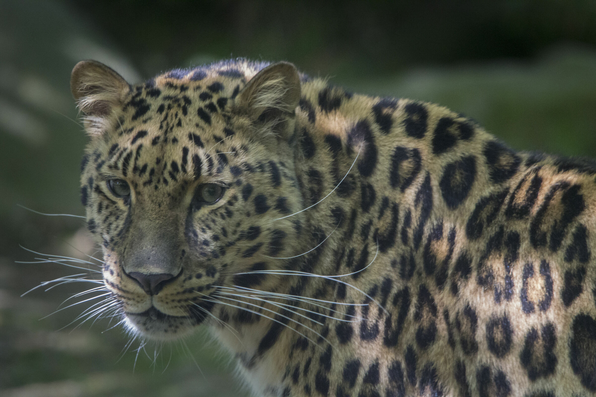 leopardo dell' Amur  2
