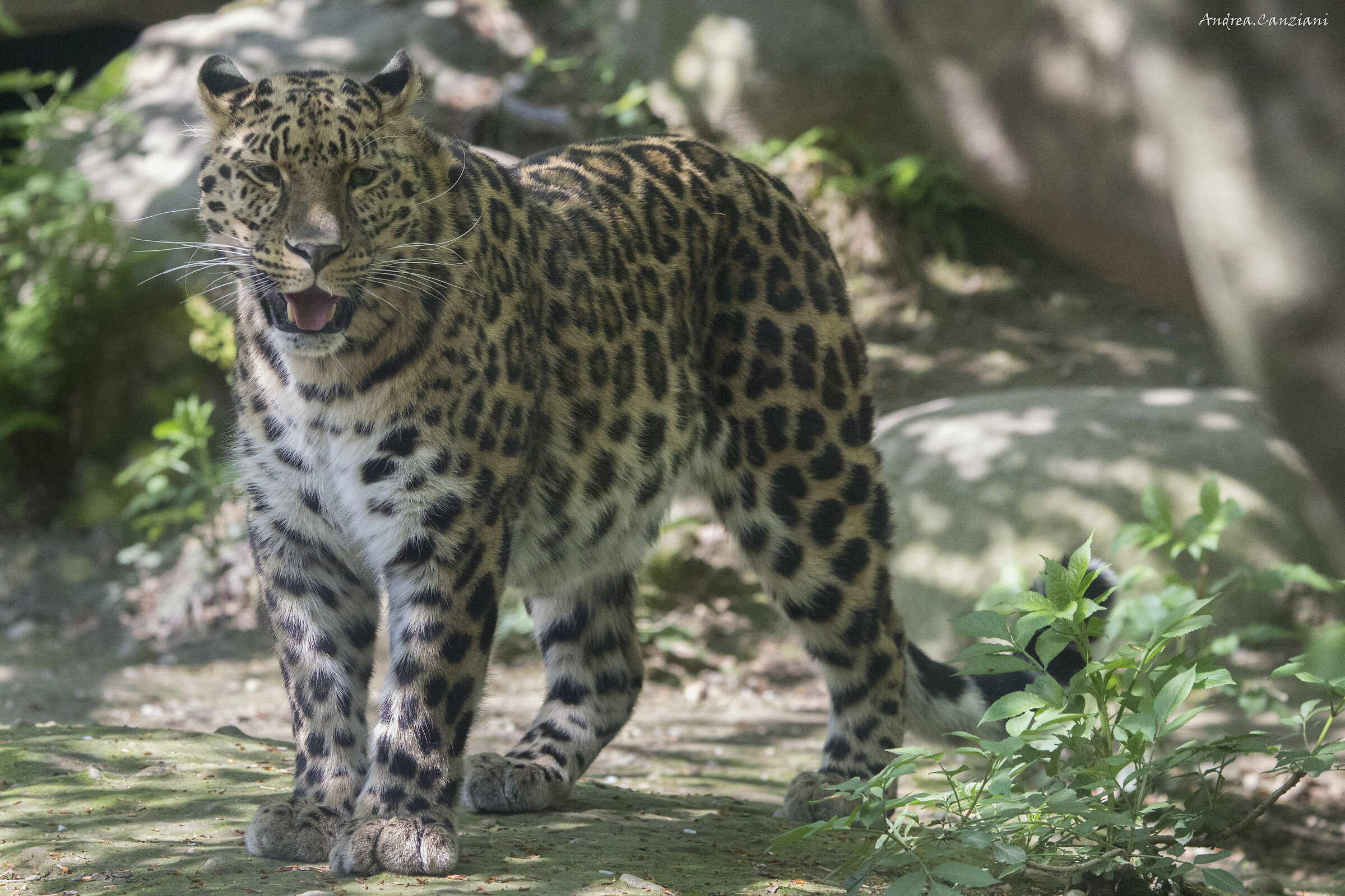 leopardo dell' Amur  3