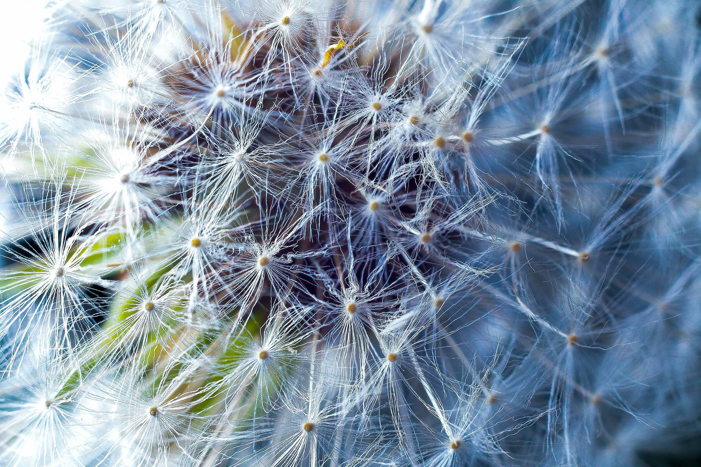 soffione della cicoria