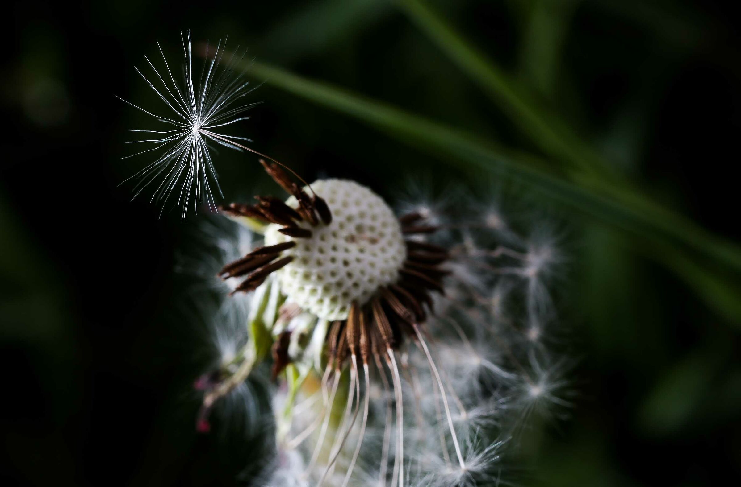 soffione della cicoria 3