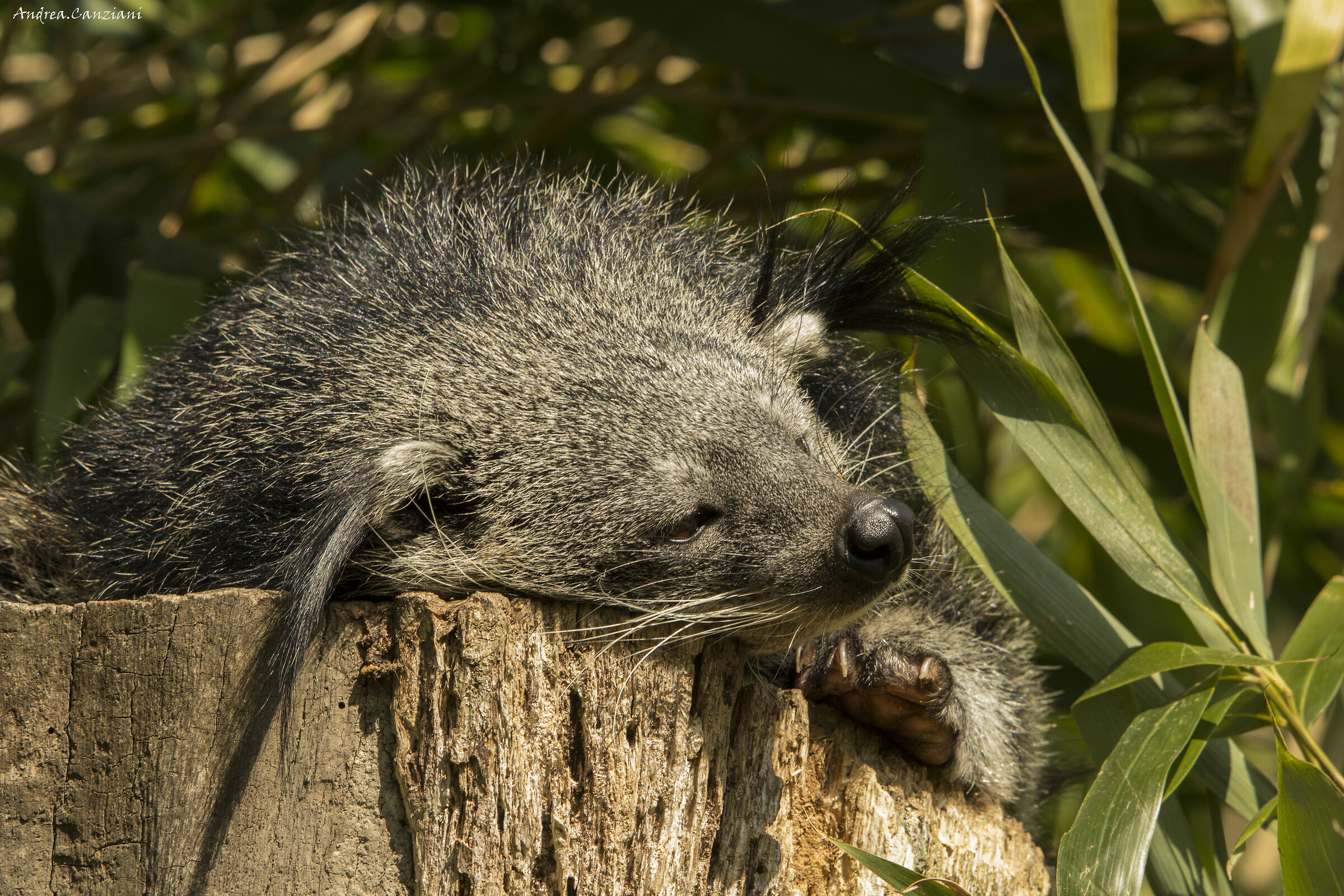 binturong 1