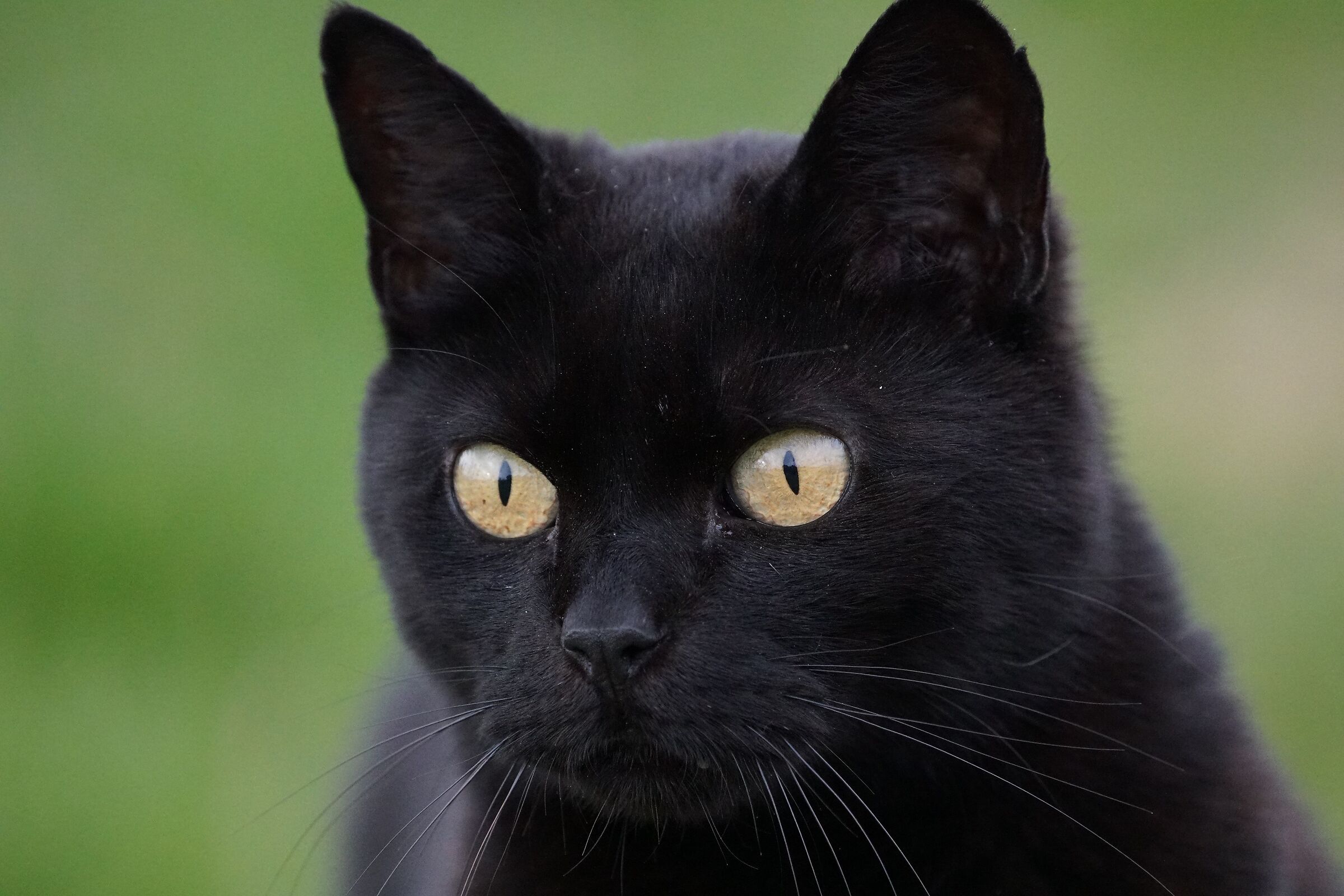 MY KITTY... ALERT....