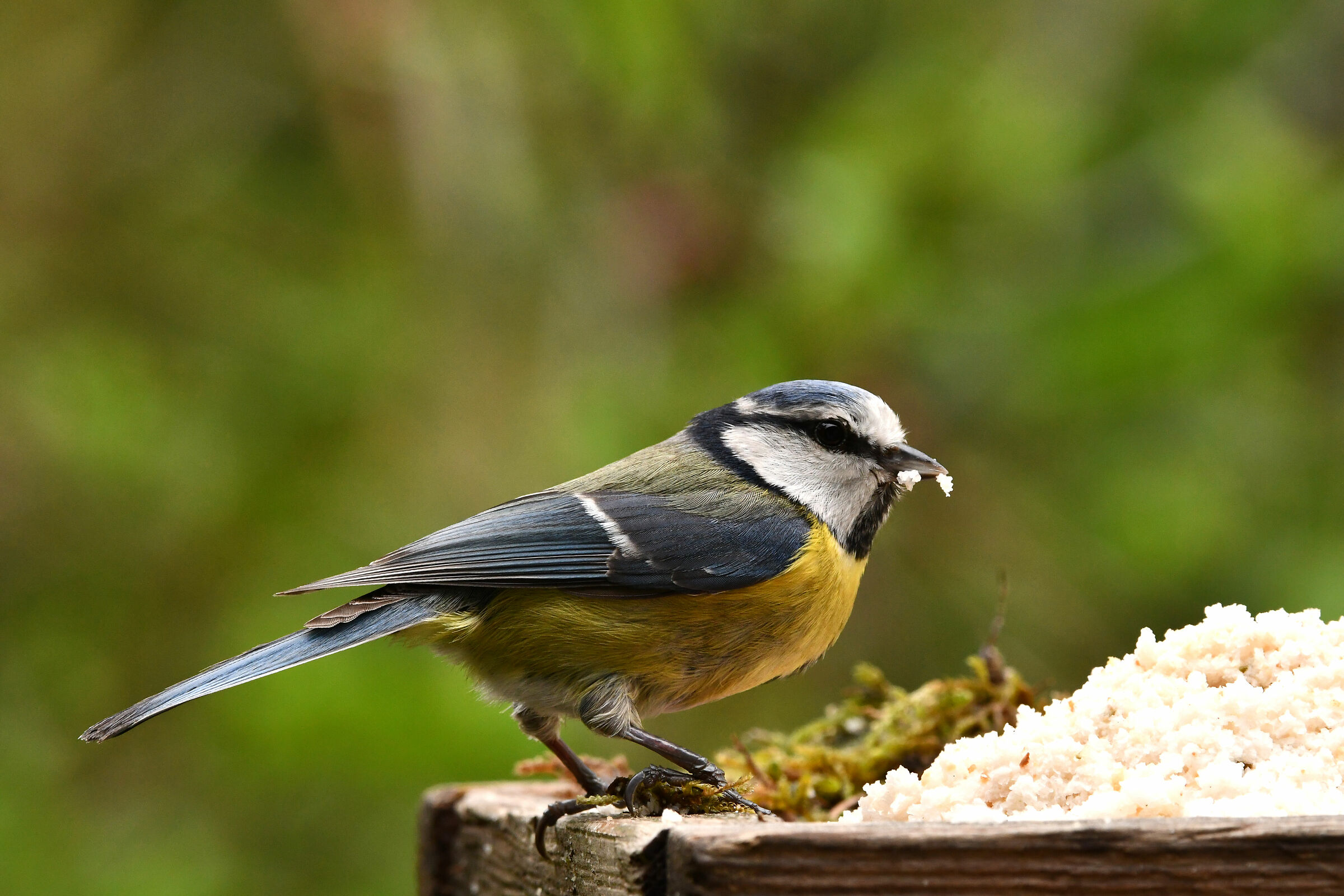 After the rain, a providential meal