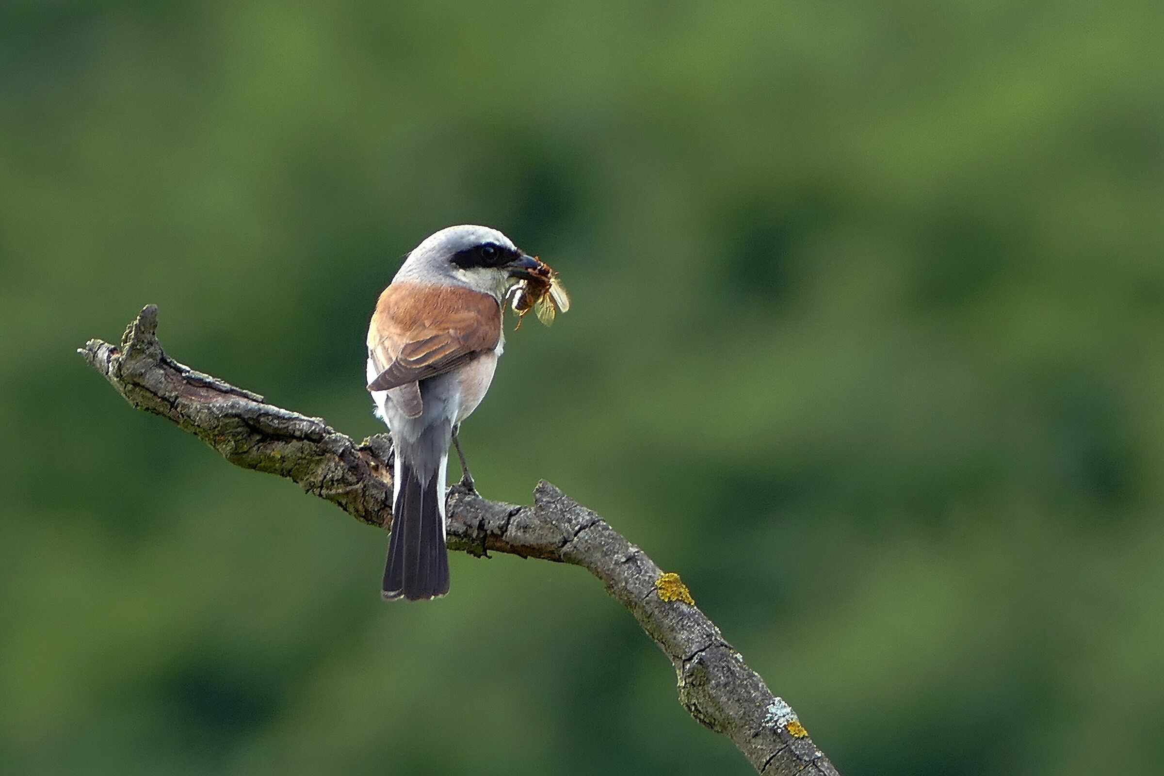 Gasiorek (Lanius collurio)