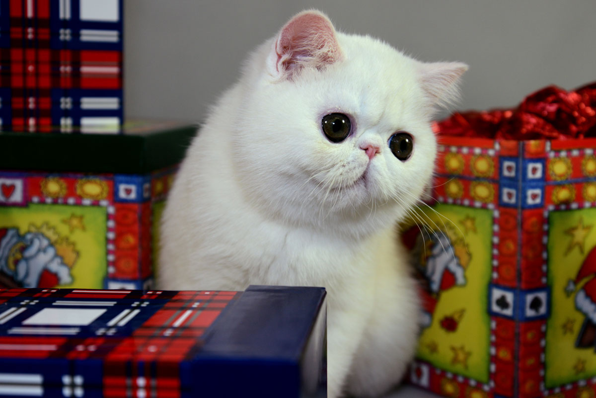 Shenny's Qui Pro Quo