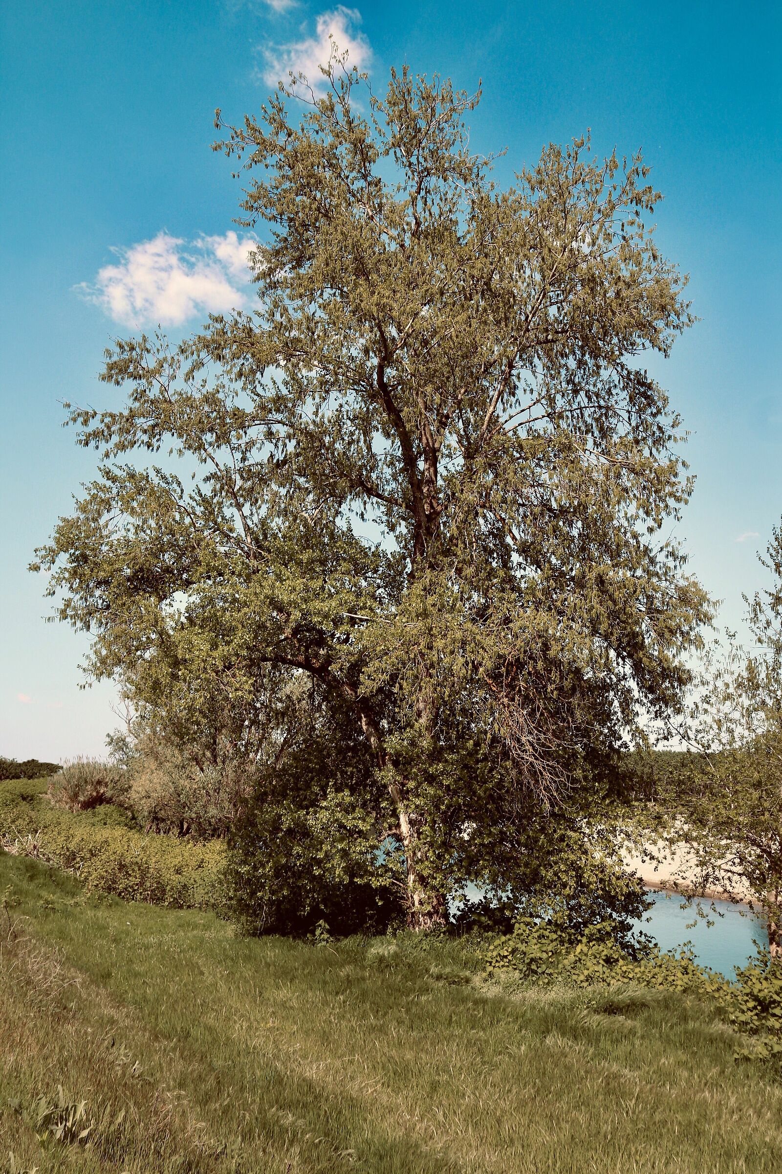 The old Alman on the Sesia shore.