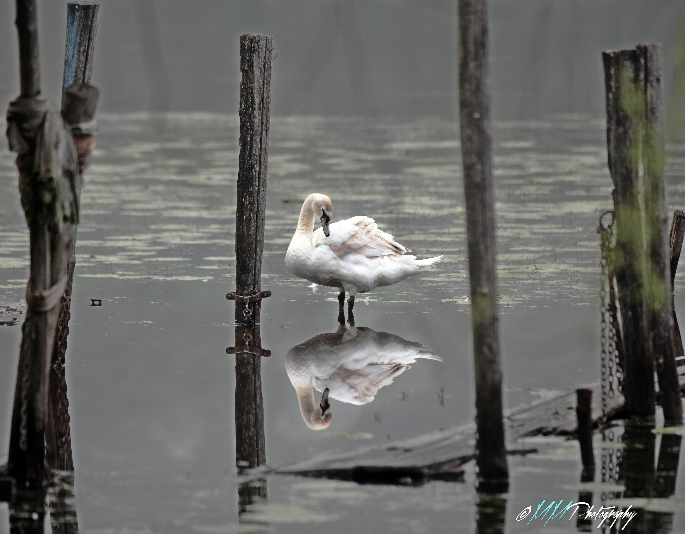 A swan... Narcissus