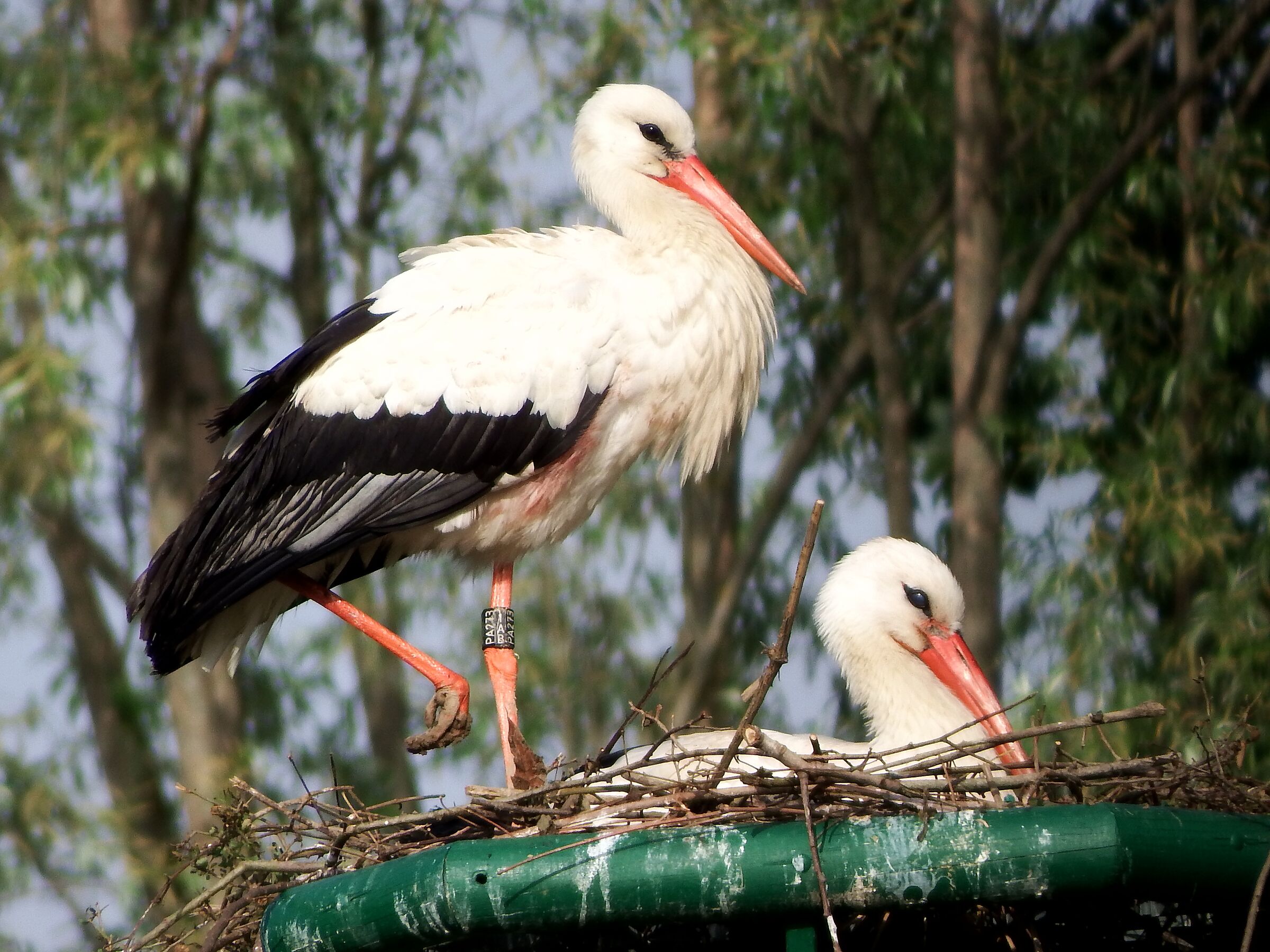 Coppia di cicogne in attesa