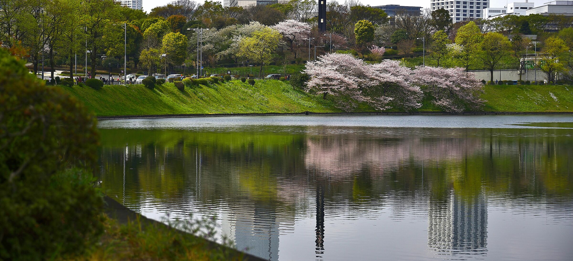 Tokio e la fioritura dei ciliegi
